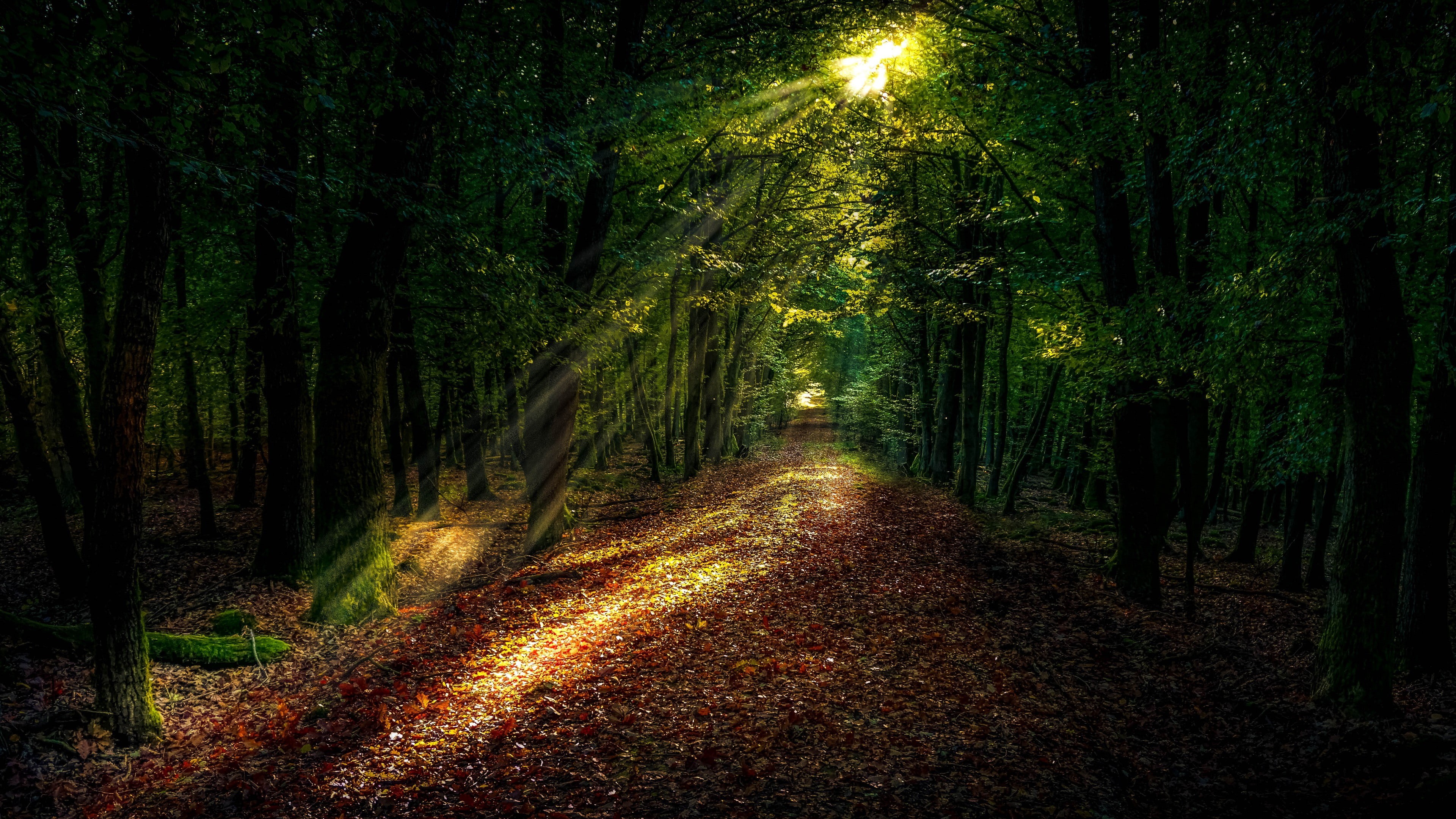 4K, woodland, path, ecosystem, sunlight, sunray, forest, forest path, HD Wallpaper