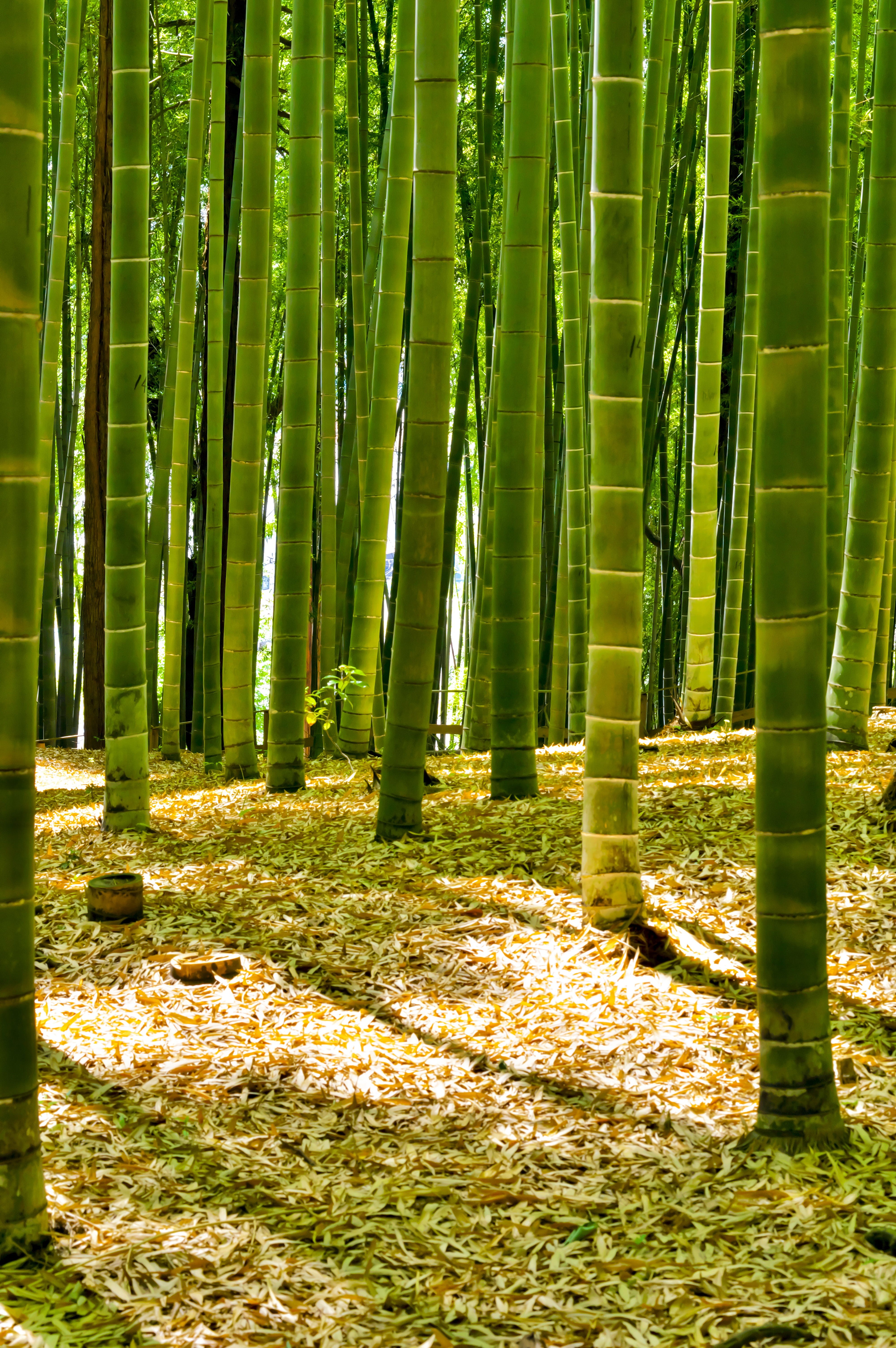 Bamboo, day, Japan, no people, outdoors, plant, hotels in tokyo, scenics - nature, growth, sayama hill, tree, field, sunlight, tranquil scene, natural, Phone HD Wallpaper