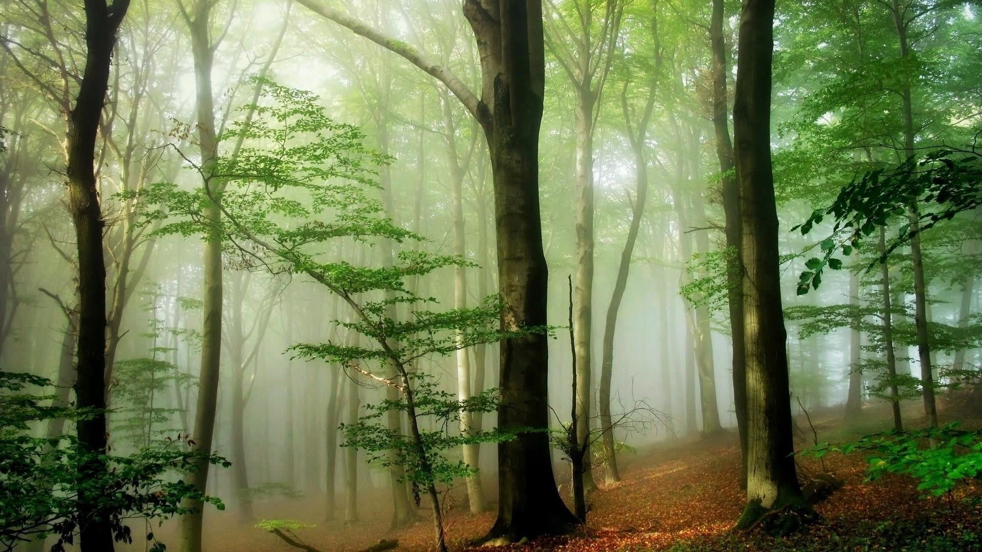 tranquil scene, day, tree trunk, deciduous, scenics - nature, forest, sunlight, rainforest, nature, non-urban scene, growth, woodland, no people, fog, hazy, HD Wallpaper