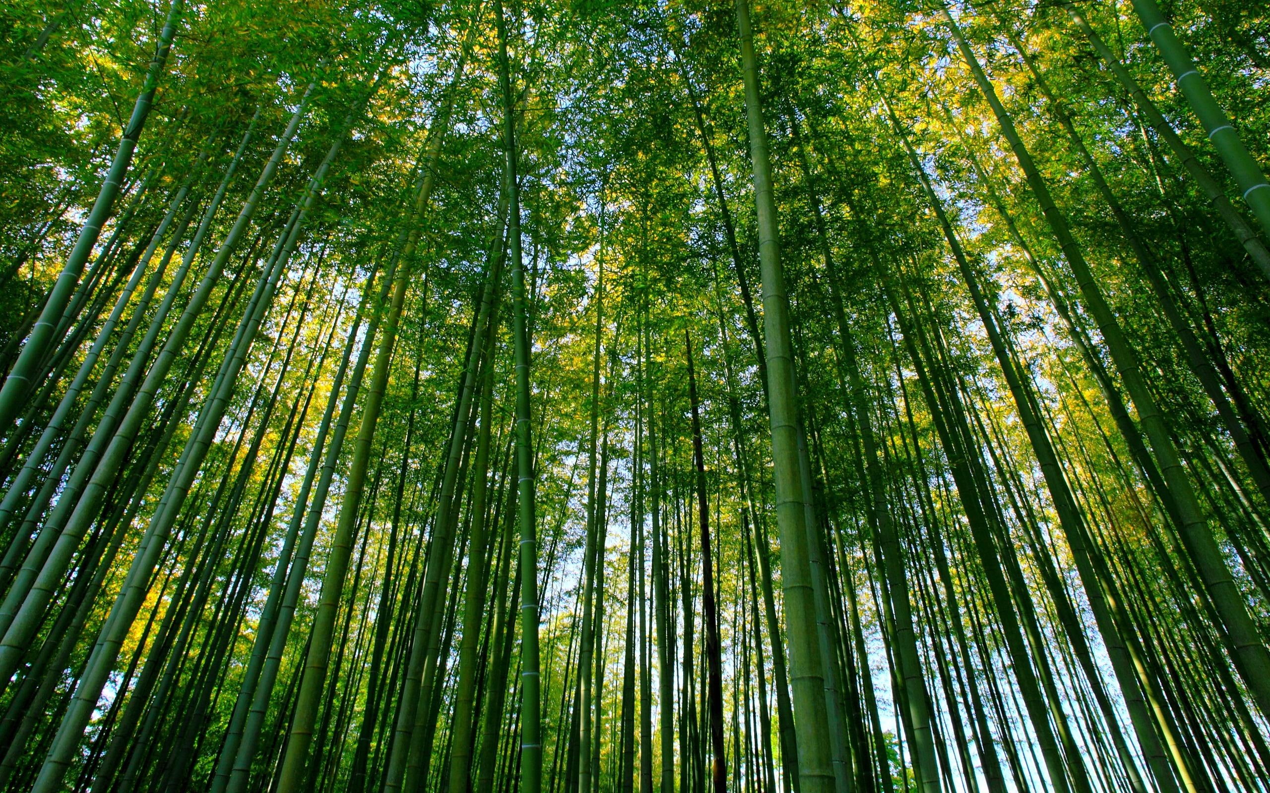 forest, scenery, nature, green, bamboo forest, bamboo, 2K, HD Wallpaper