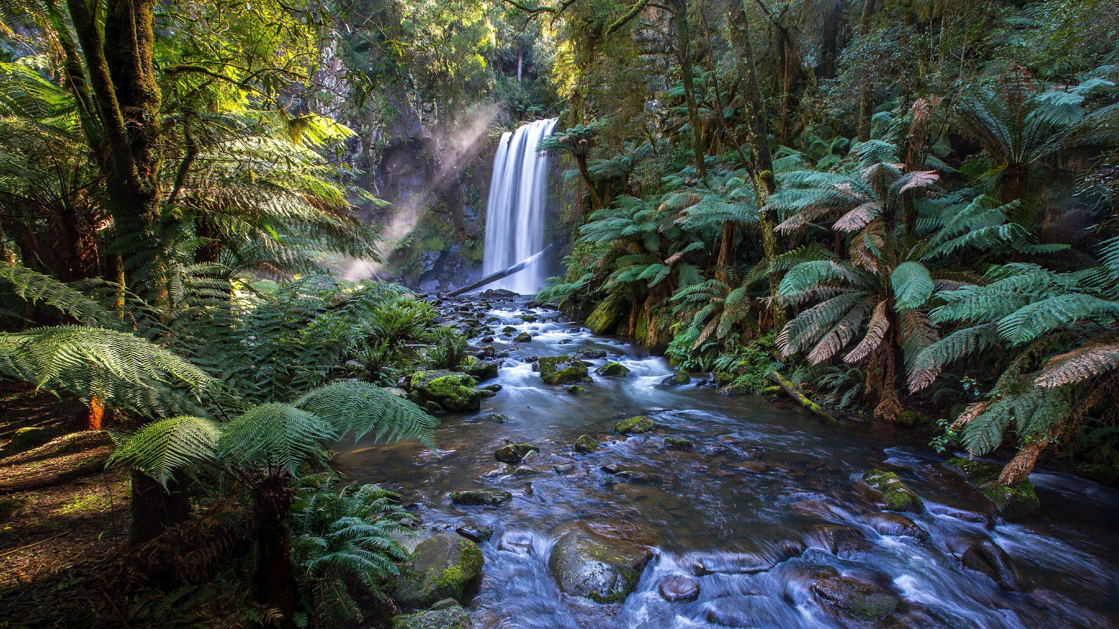 nature, forest, creek, jungle, water, ecosystem, tree, 4K, stream, waterfall, vegetation, HD Wallpaper