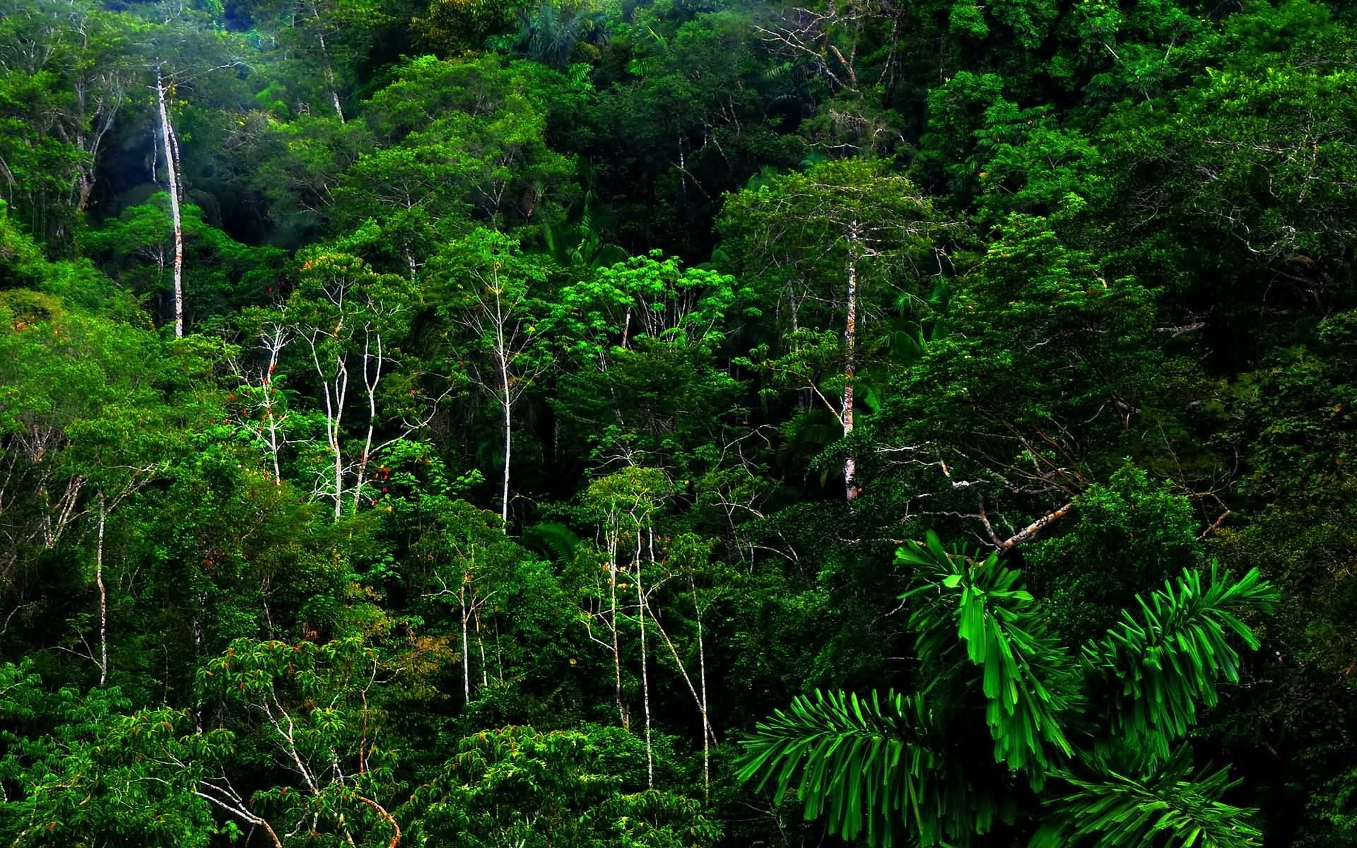 green color, nature, foliage, plant, forest, rainforest, tranquil scene, growth, non-urban scene, land, plant part, idyllic, no people, scenics - nature, HD Wallpaper