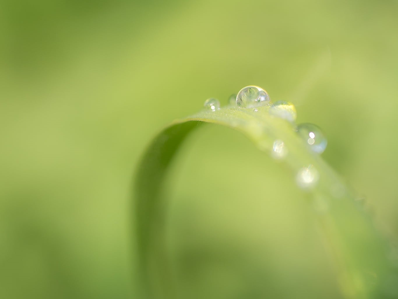 selective, liquid, purity, nature, drops, green Color, 720P, focus, macro, backgrounds, close-up, leaf, plant, photography, rain, summer, freshness, environment, HD Wallpaper