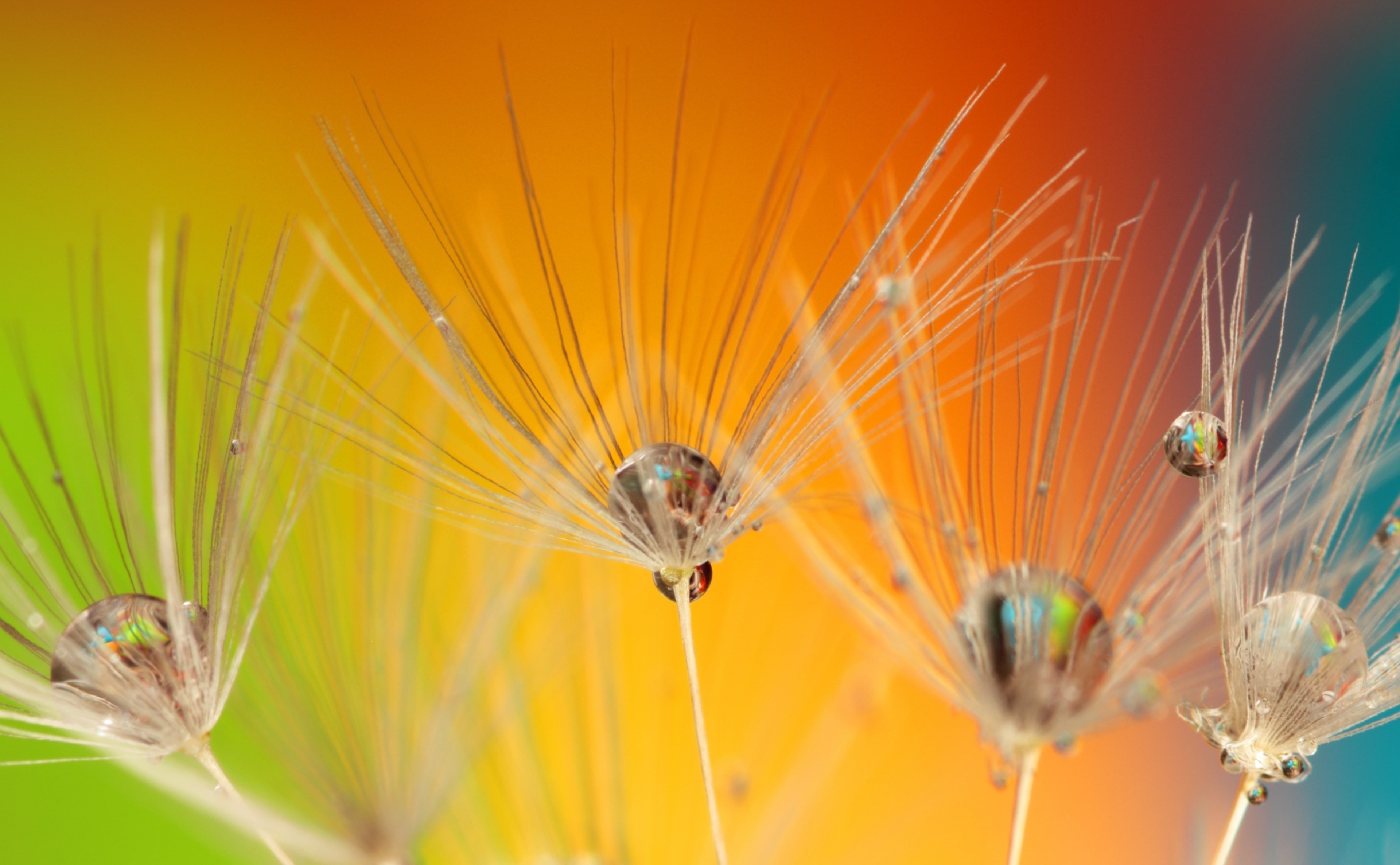 close-up, dew, pollination, Plant, fragility, Drops, Aero, selective focus, Spring, liquid, 4K, beauty in nature, animal wildlife, Water, Yellow, Colorful, HD Wallpaper