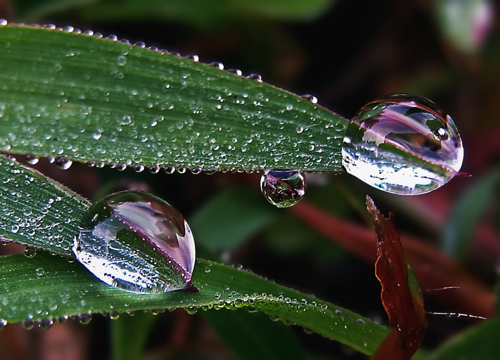 IMG, dew, water, close-up, Pyramid, selective, bubble, Tears, plant, environment, leaves, 480P, freshness, rain, wet, drops, summer, I wish, GPC, droplets, HD Wallpaper