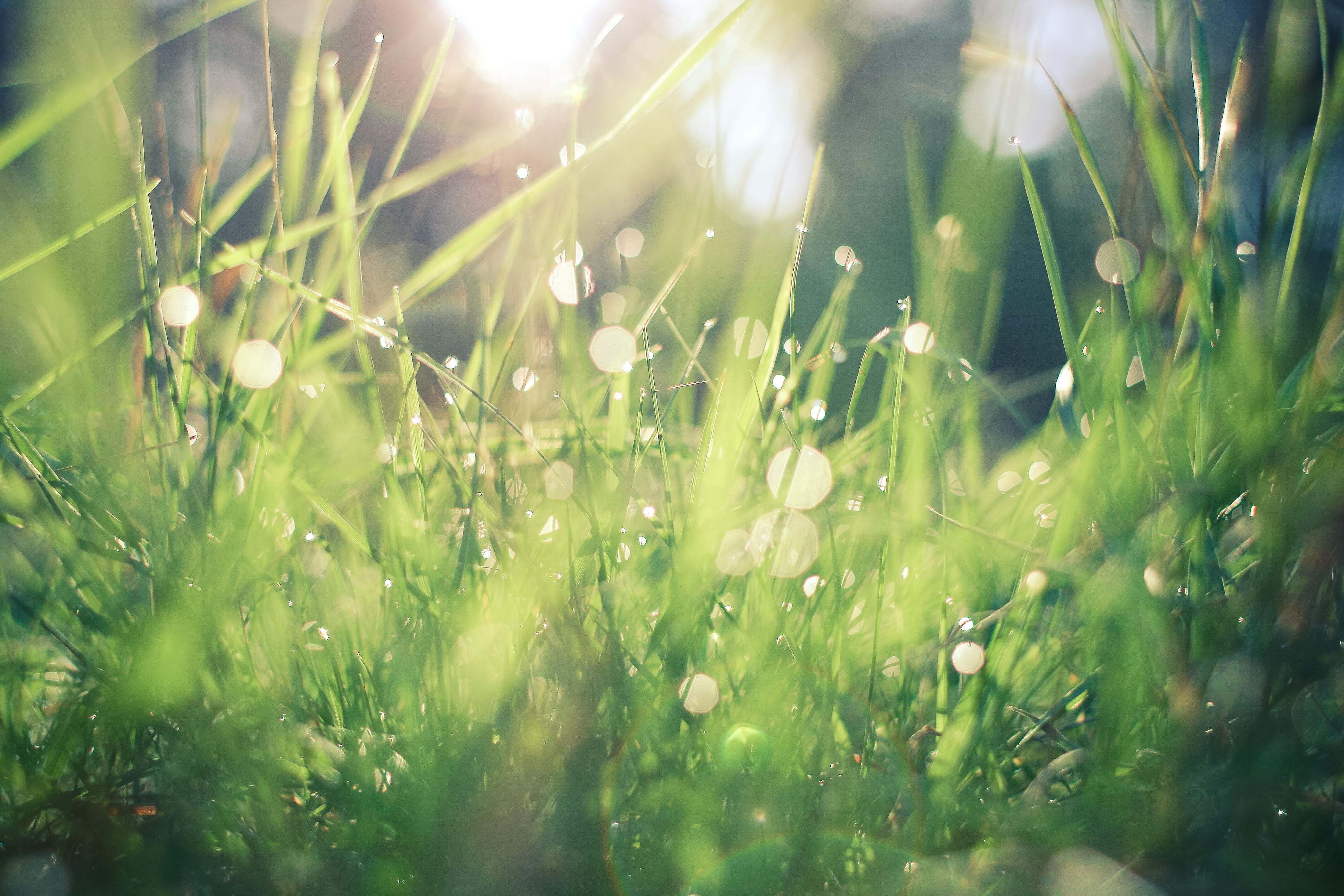 no People, close-up, abstract, beauty in nature, green Color, sunbeam, springtime, plain, meadow, lens flare, field, drop, forest, backgrounds, outdoors, HD Wallpaper