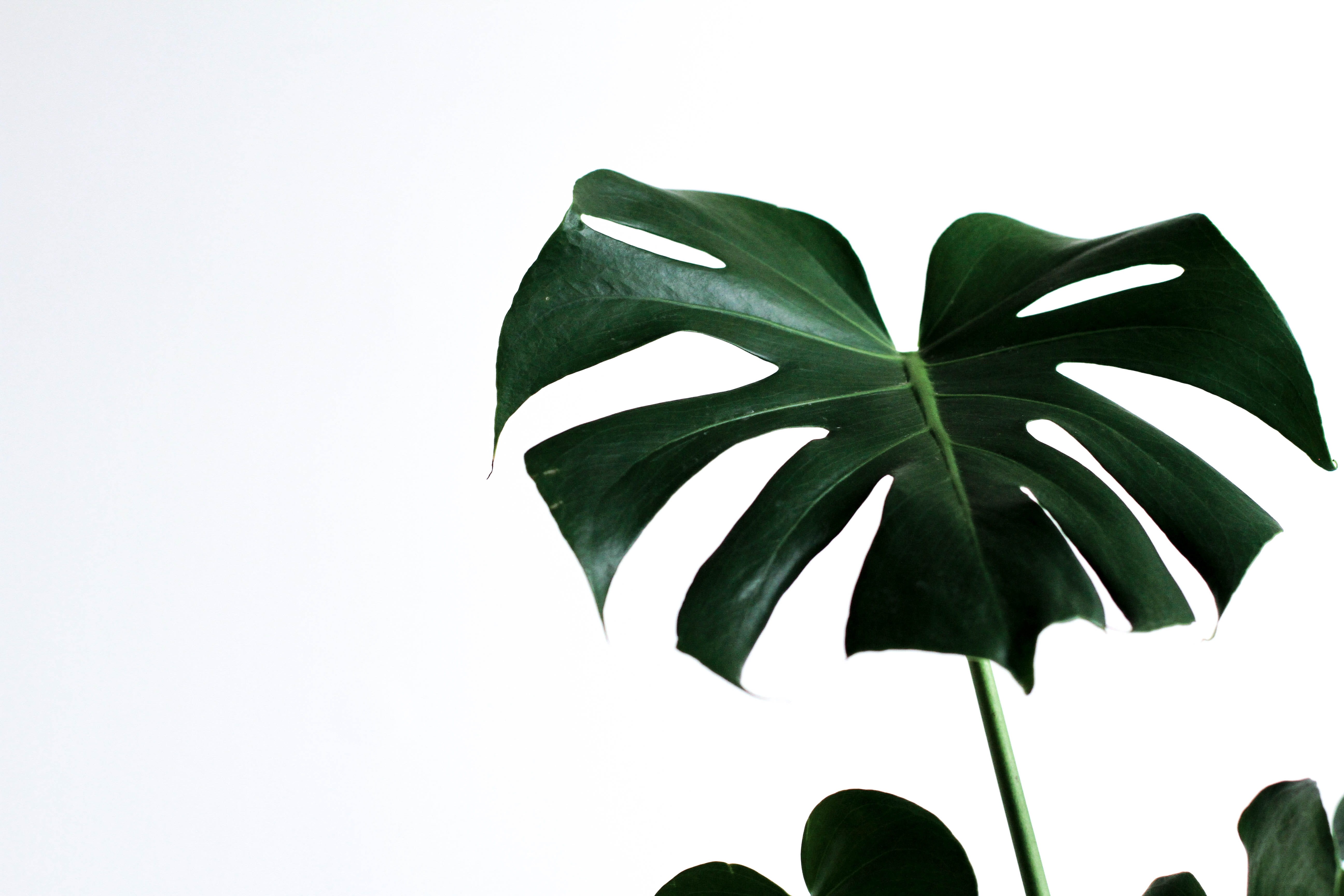 monstera monday, close-up, summer, green Color, tree, freshness, environment, single Object, backgrounds, white Background, simple, leaf, tropical Climate, HD Wallpaper