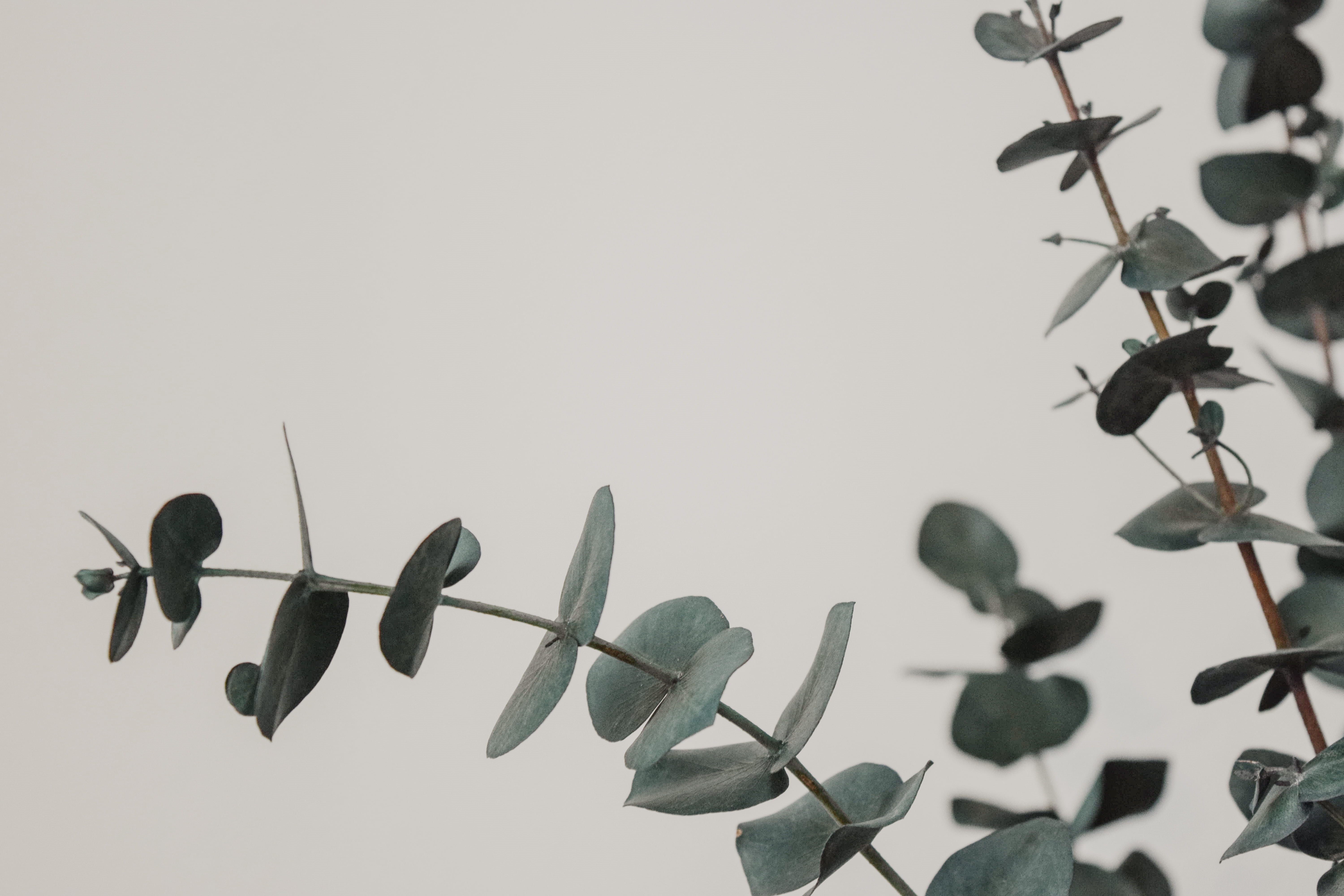 nature, leaf, white, growth, freshness, low angle view, flower, sky, 5K, plant, eucalyptus, photography, leafed, beauty in nature, no people, plant part, HD Wallpaper