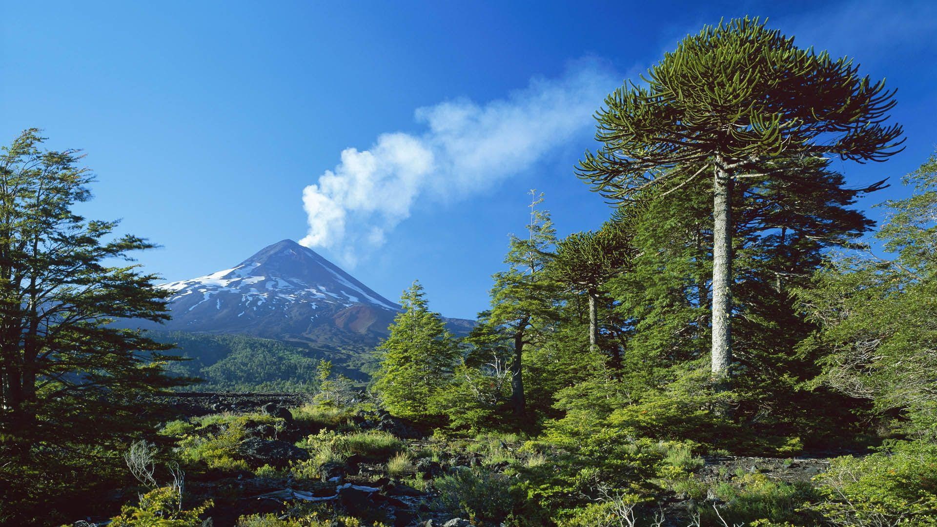 volcano, green, south america, llaima, lot, 1920x1080, tree, chile, nature, 1080P, HD Wallpaper