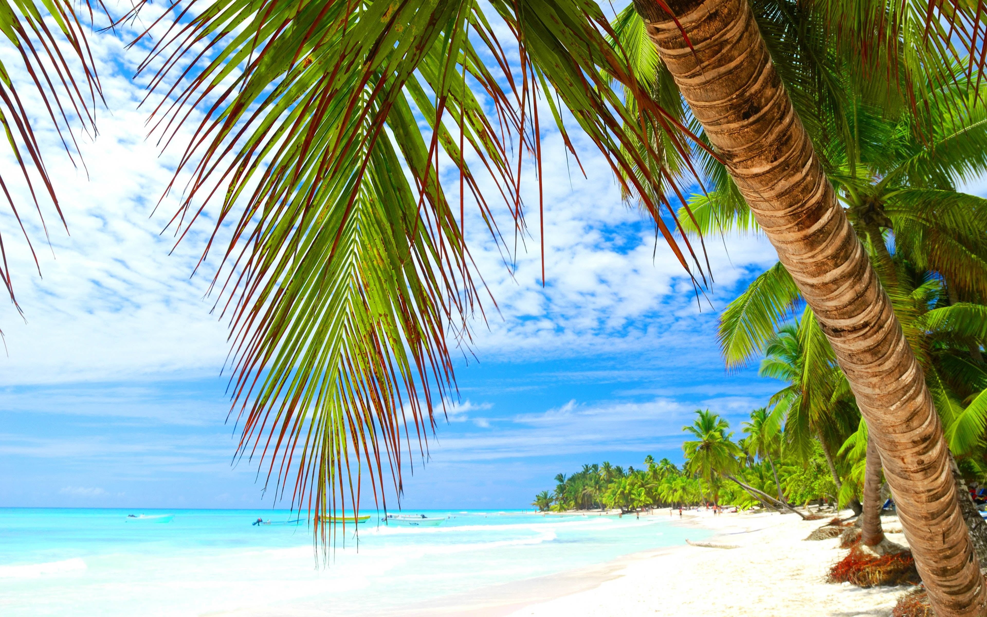 day, plant, tranquility, k, beauty in nature, hd, 4K, tranquil scene, scenics - nature, coconut palm tree, turquoise colored, nature, palm leaf, water, HD Wallpaper