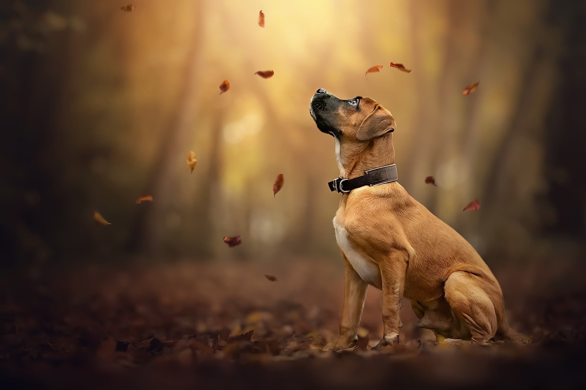 1080P, dog, autumn, each, HD Wallpaper