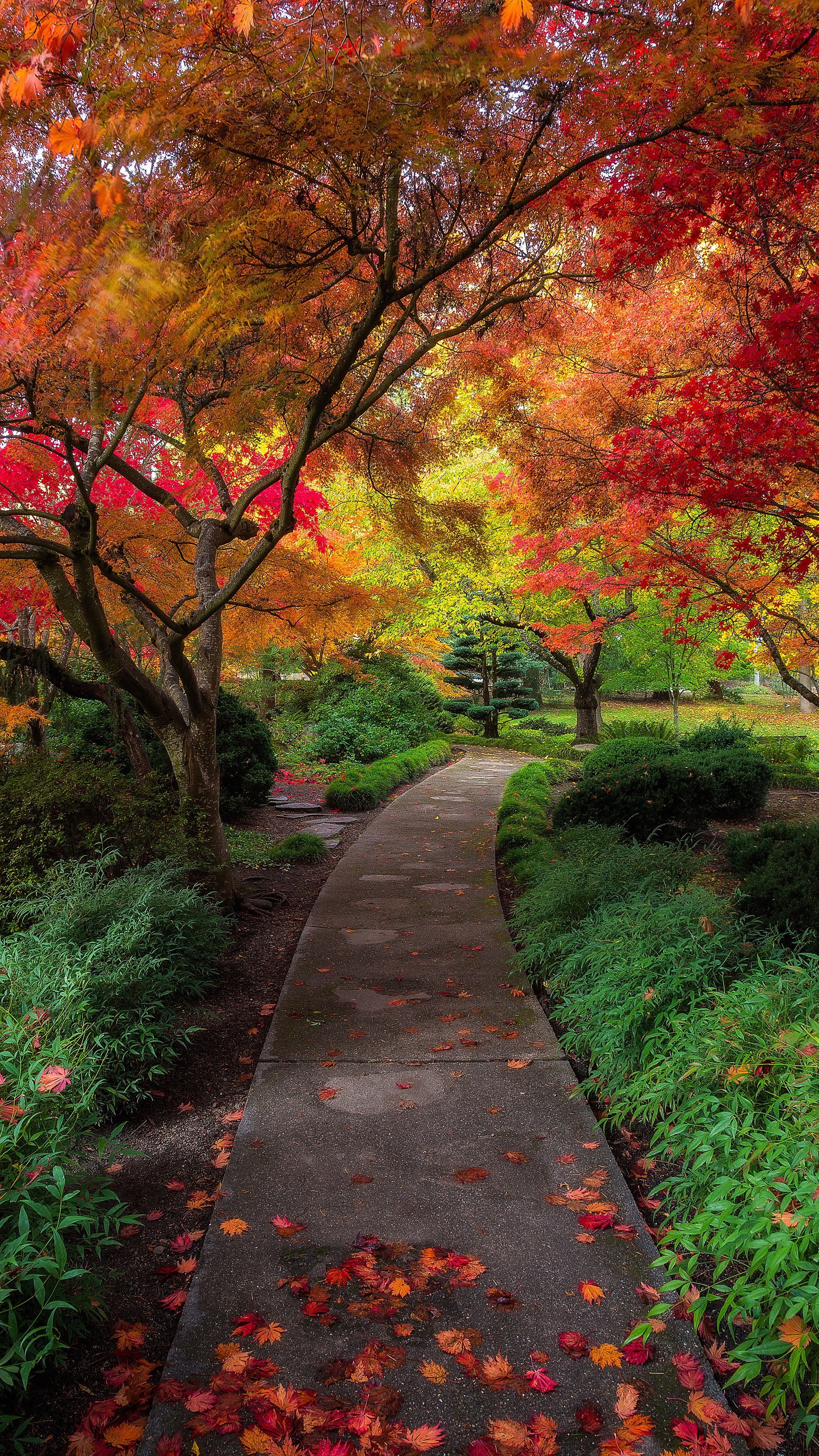 4K, direction, the way forward, orange color, change, leaf, tranquil scene, autumn, outdoors, tranquility, footpath, diminishing perspective, beauty in nature, Phone HD Wallpaper