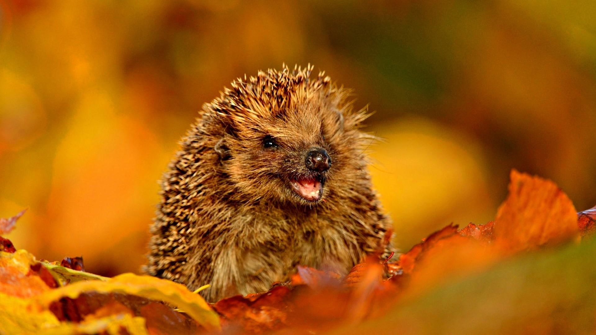 autumn, hedgehog, animals, leaves, 1080P, HD Wallpaper