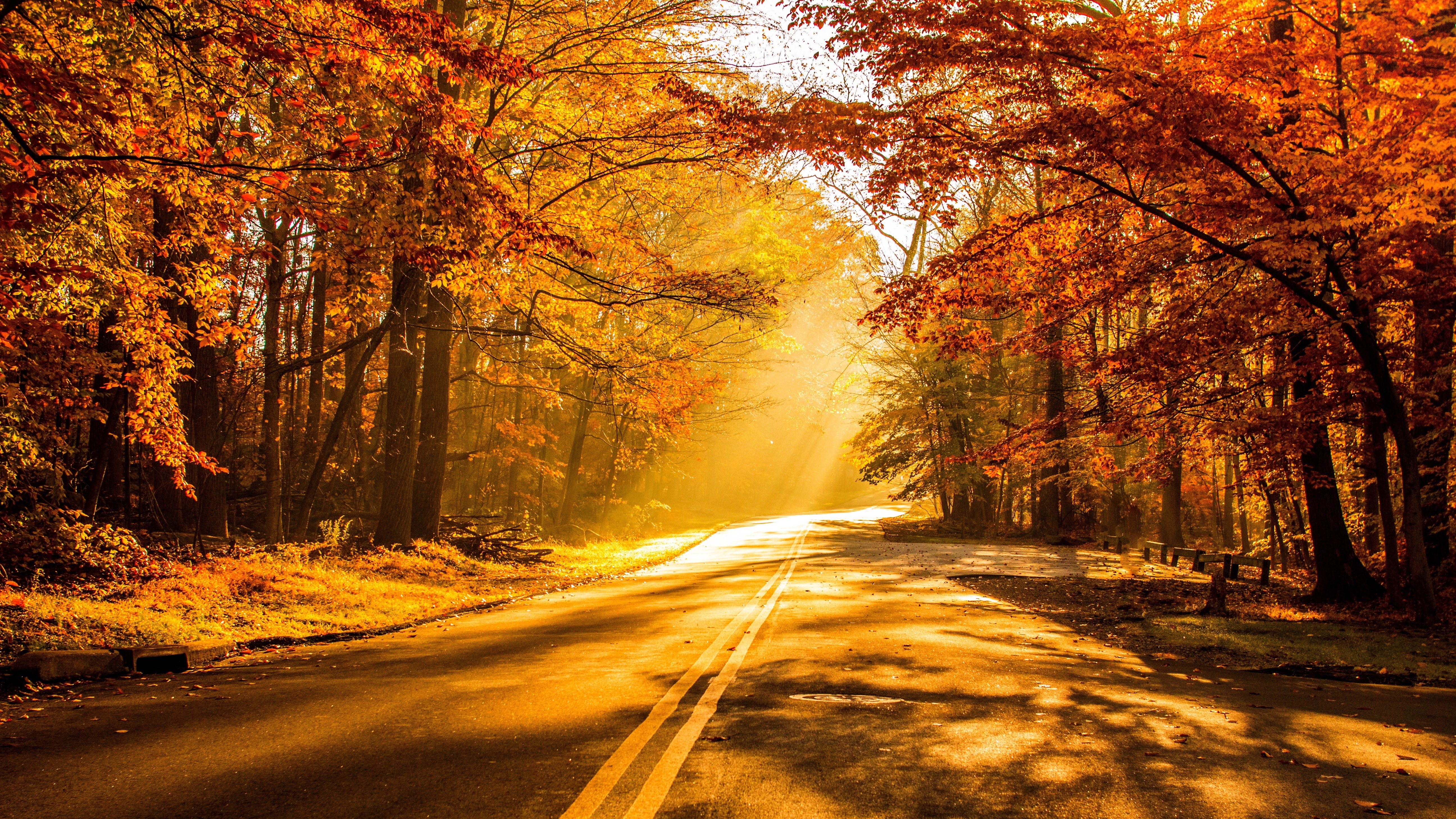 Autumn, 5K, Fall Foliage, 4K, HD Wallpaper