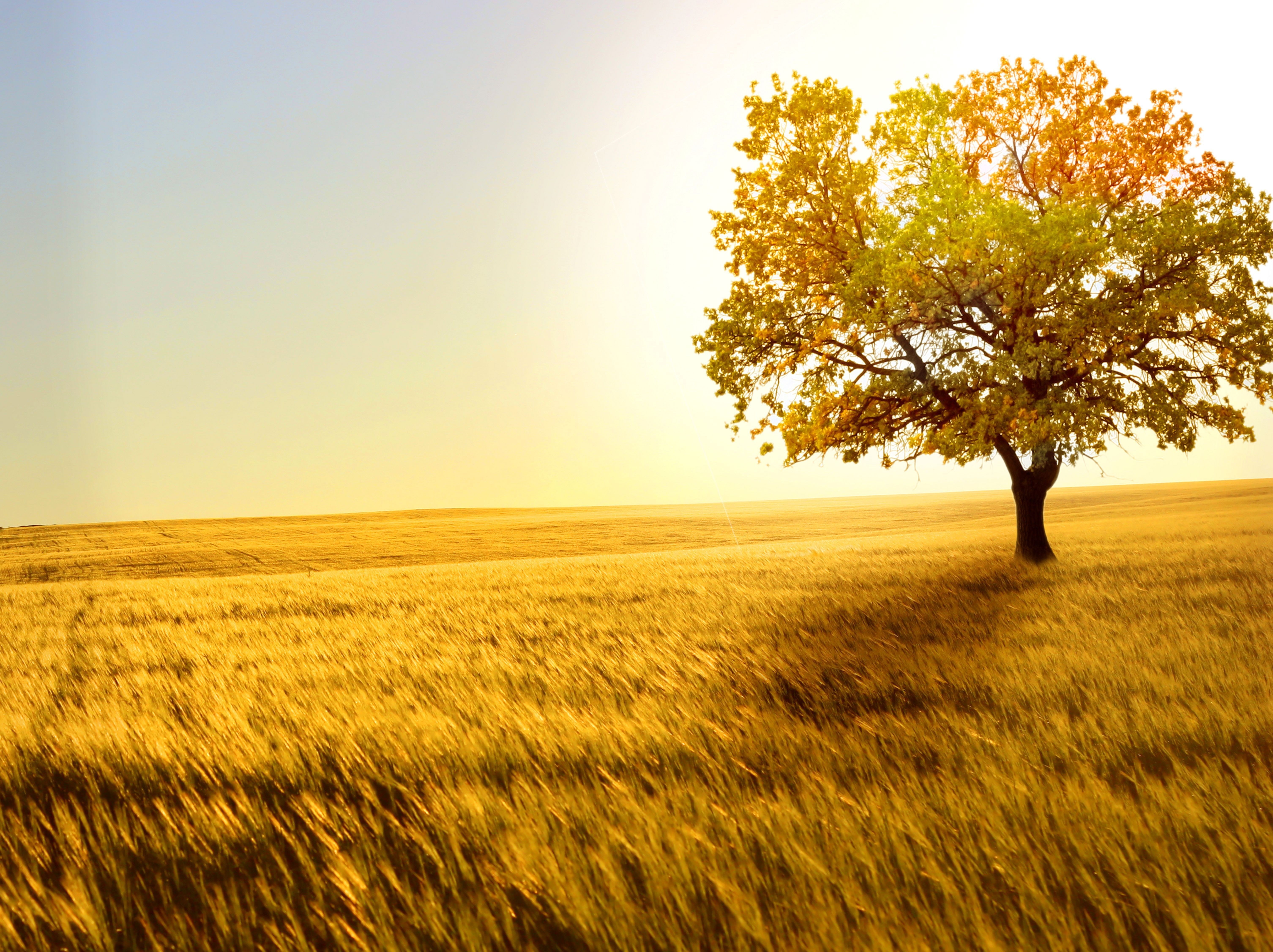 fall, fields, Trees, nature, art, hd, Landscapes, autumn, x, 5K, HD Wallpaper