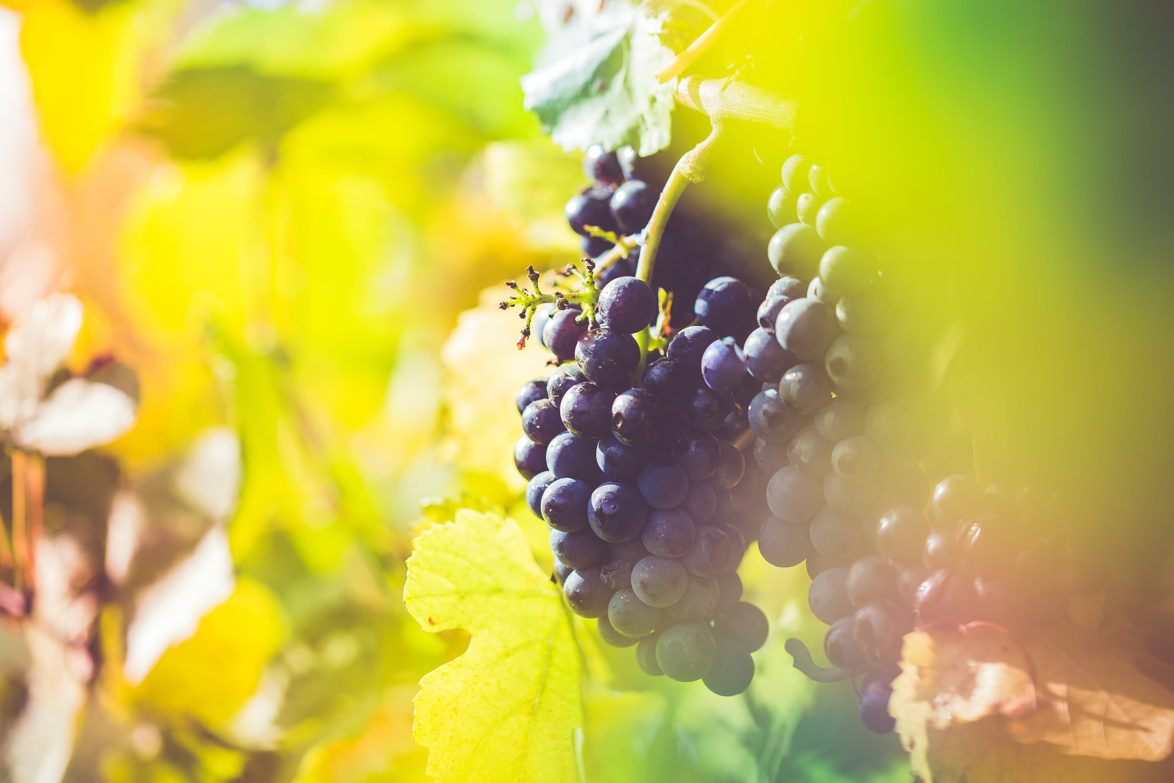 winery, room for text, yellow, Wine Grapes, fruit, top, plant, farming, plant part, growth, food, Field, 4K, flower, close-up, wine, leaf, agriculture, HD Wallpaper