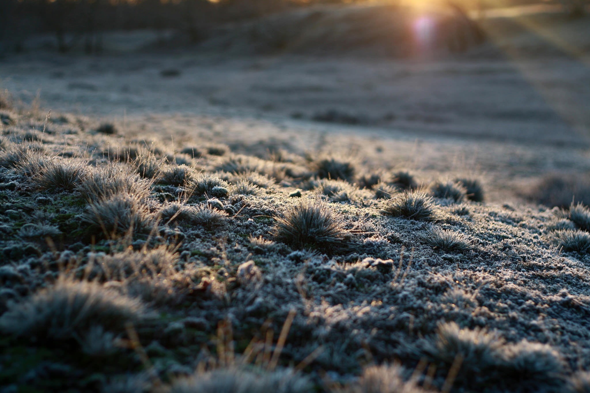 close-up, beauty in nature, field, sunset, growth, grass, leafed, 1080P, plants, winter, day, snow, outdoors, no people, nature, selective focus, landscape, HD Wallpaper