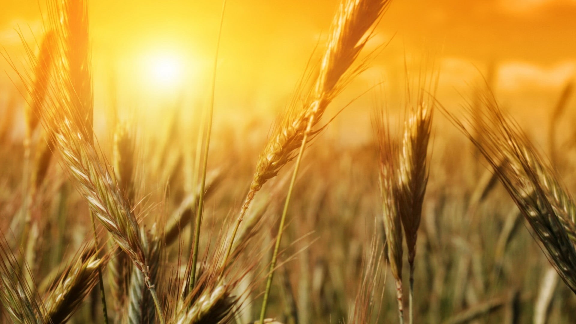 sunset, food, gold colored, yellow, plants, summer, grain, no people, macro, nature, ripe, 1080P, organic, saturated color, land, landscape, food and drink, HD Wallpaper