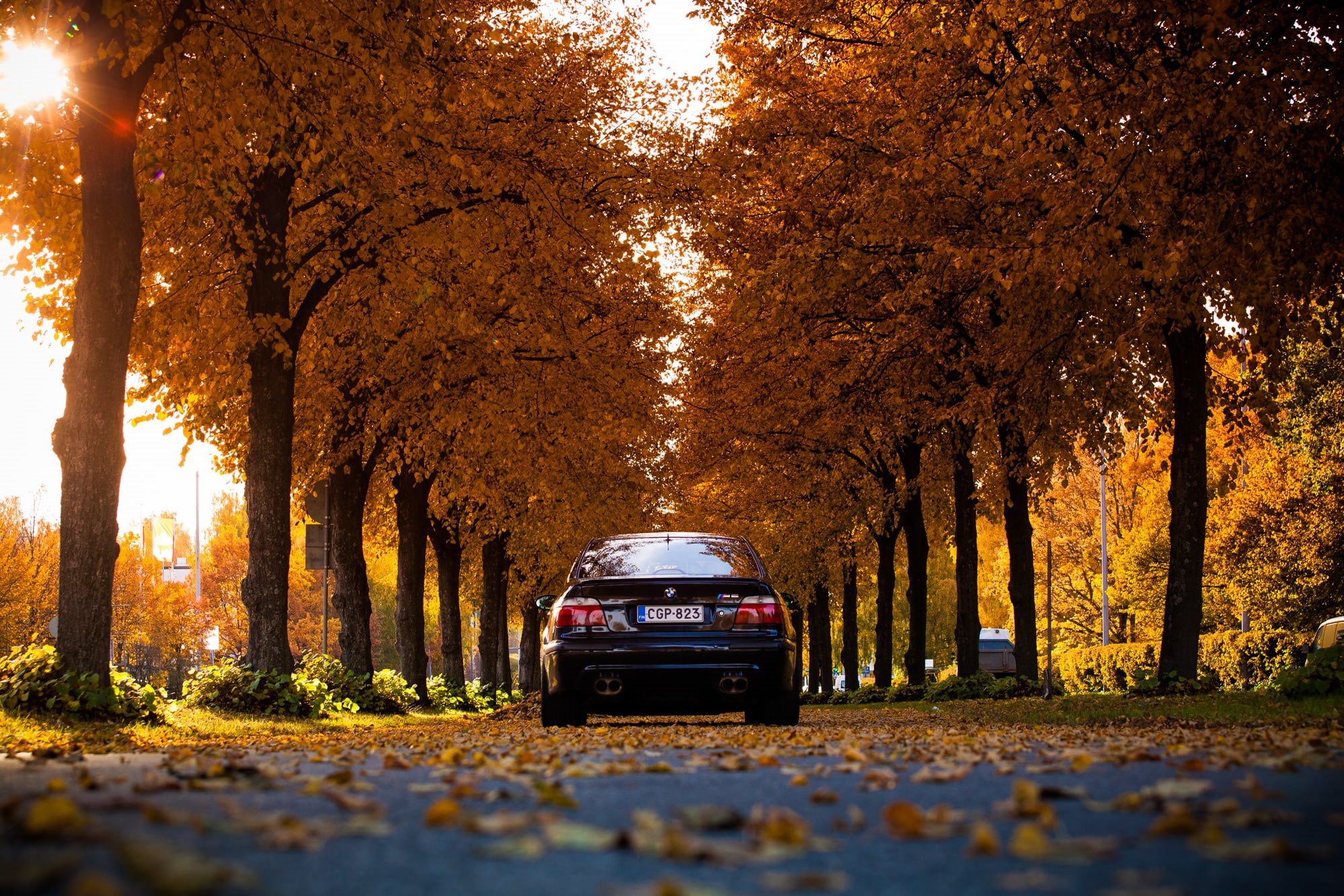 Black, nature, blue, mode of transportation, growth, 1080P, trunk, car, change, the way forward, tree, no people, plant, beauty in nature, treelined, BMW, HD Wallpaper