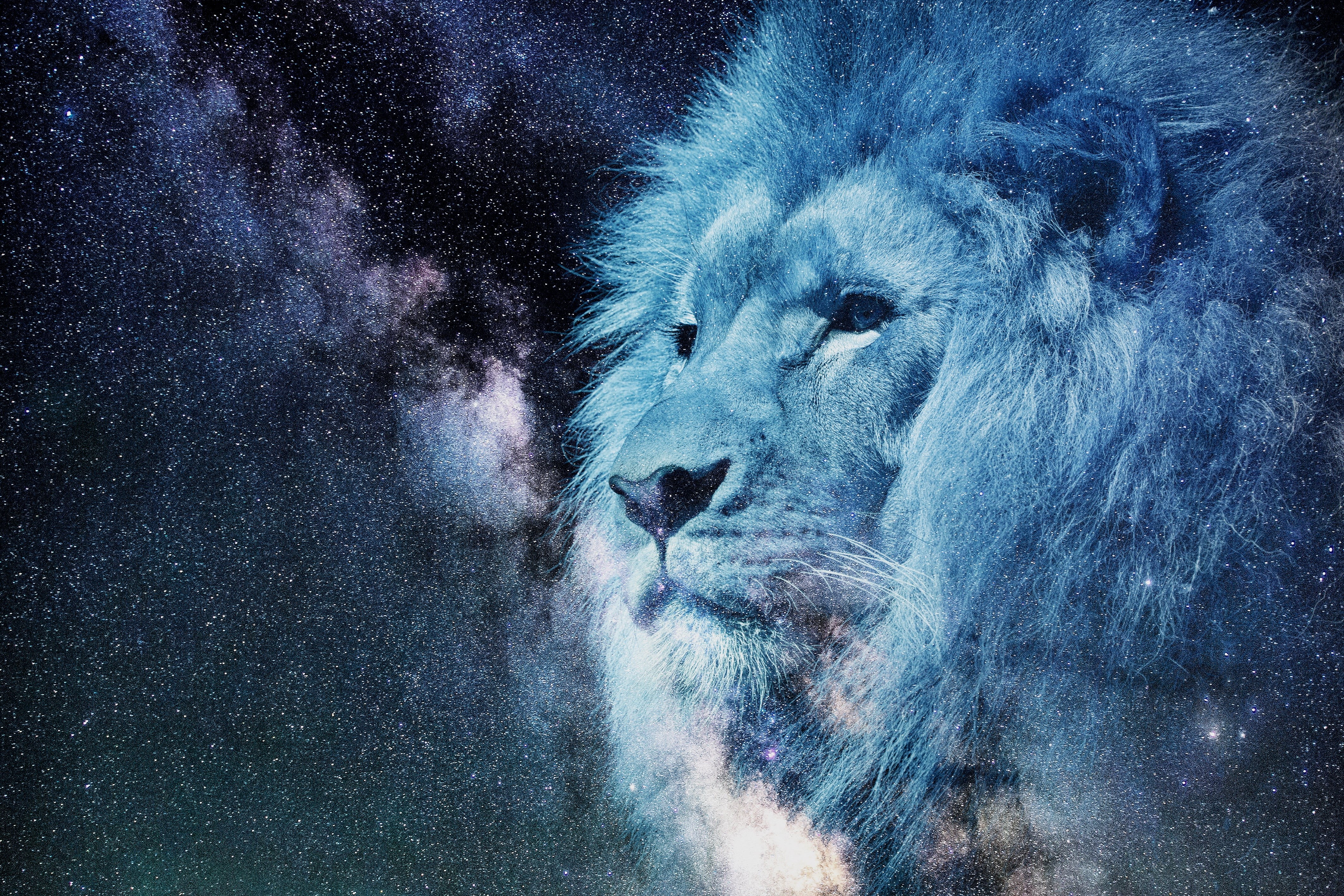 blue, portrait, one animal, animal, stars, photoshop, predator, wildlife, outdoors, motion, carnivore, lion, lion - Feline, looking away, africa, 4K, king of beasts, HD Wallpaper