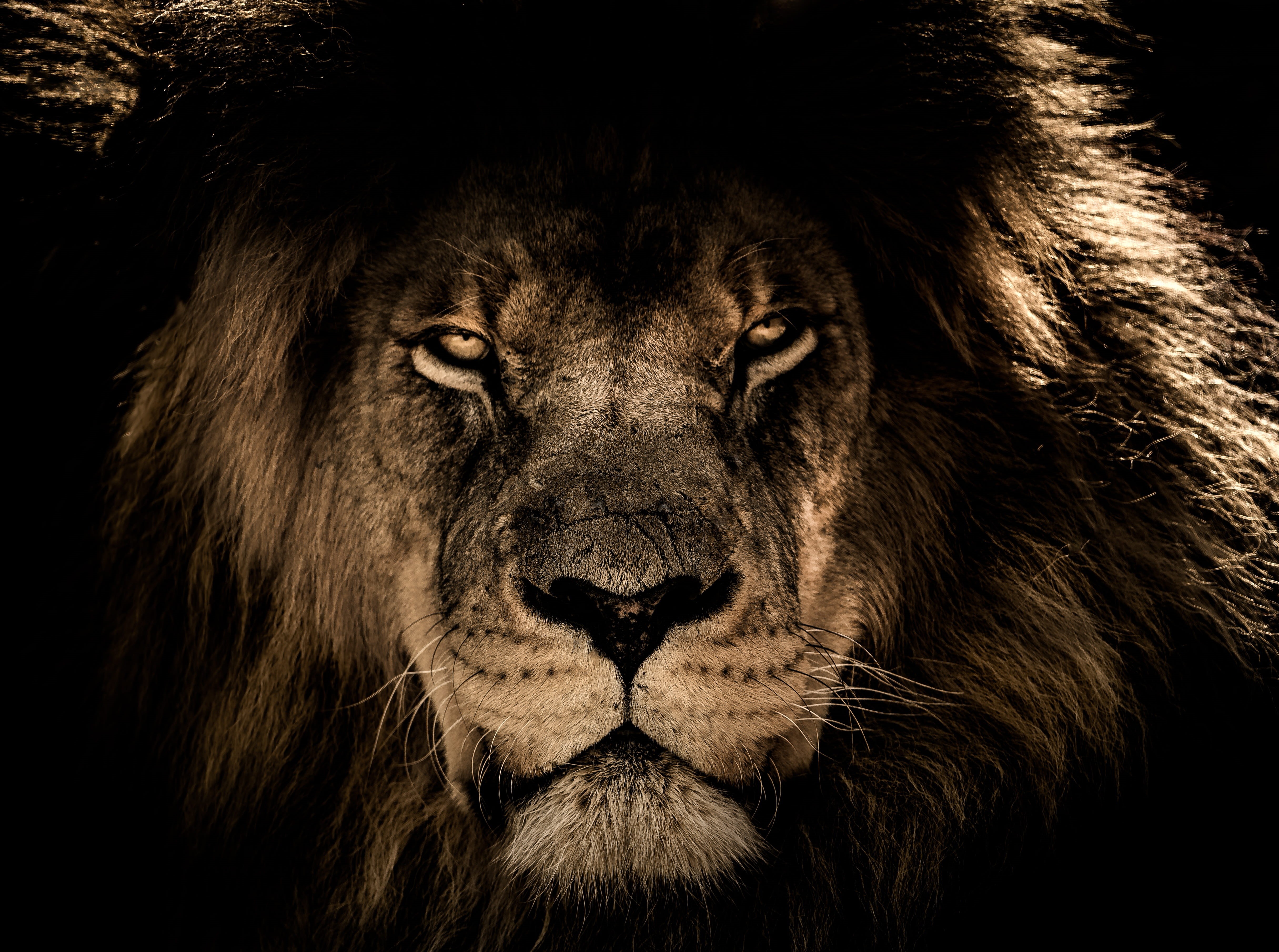 feline, animal head, animal wildlife, portrait, african lion, close-up, vertebrate, domestic animals, mane, pets, 4K, one animal, leo, wild, lion - feline, HD Wallpaper