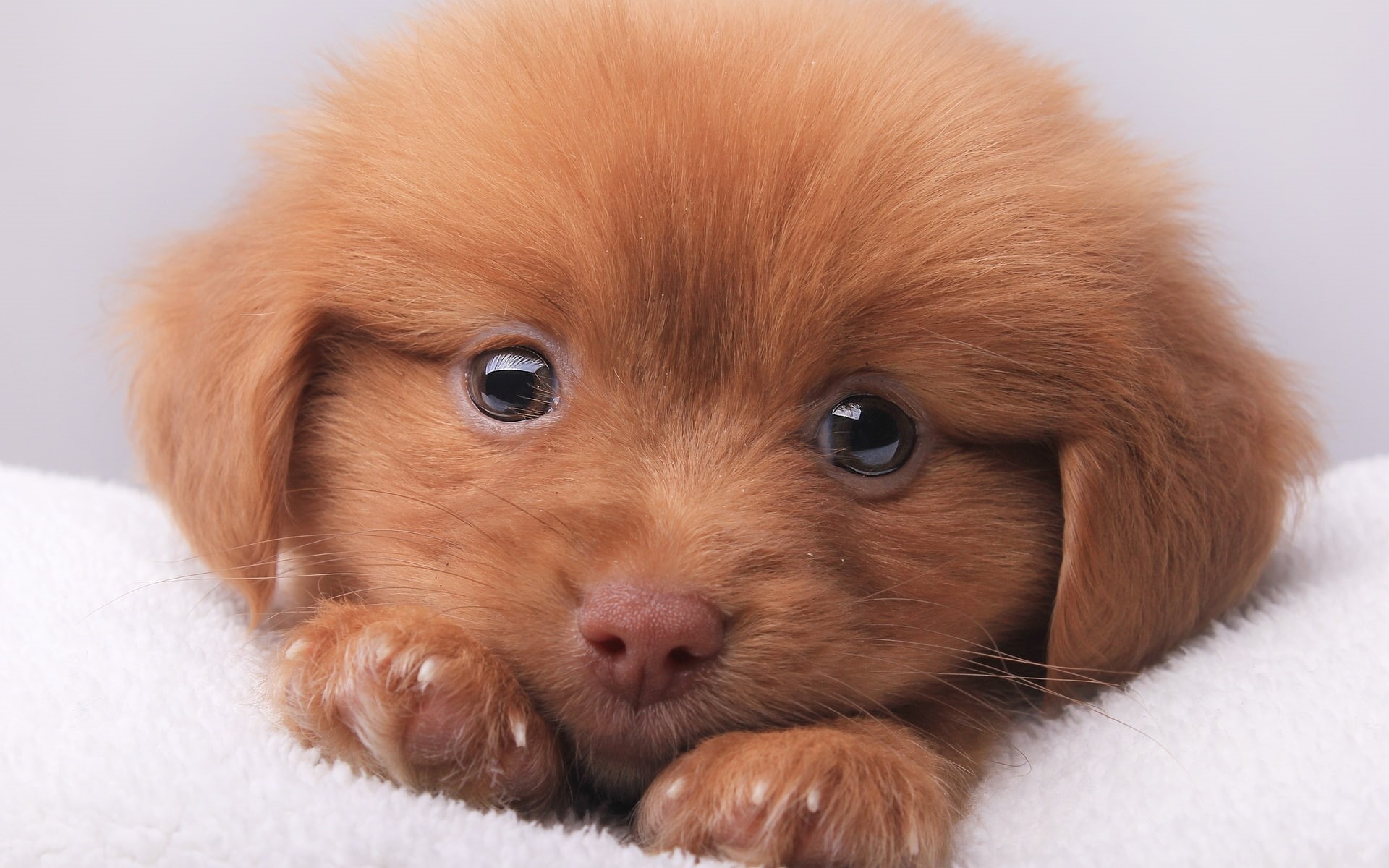 brown puppy, brown, 1080P, cute, puppy, HD Wallpaper