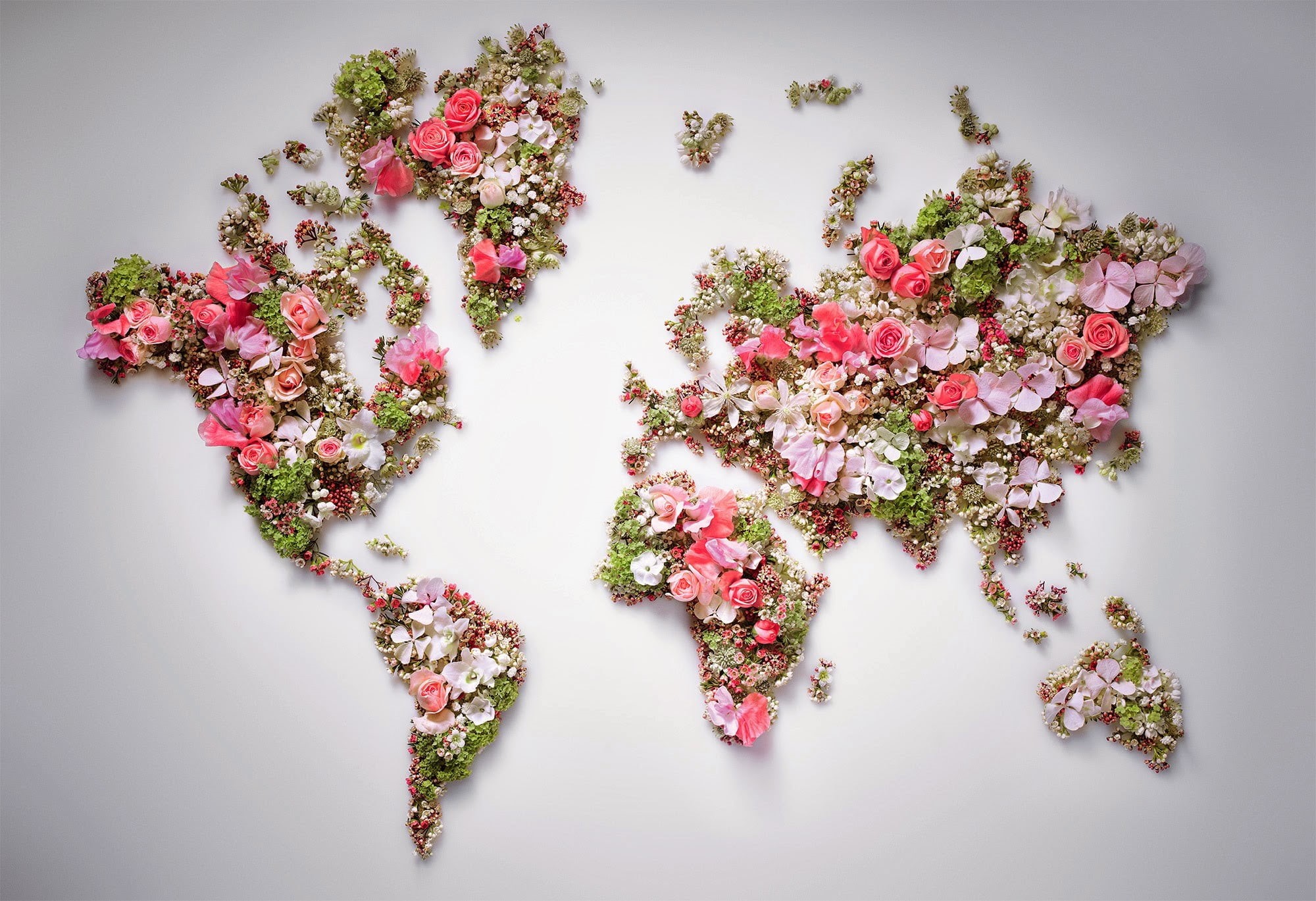 flowering plant, arrangement, no people, fragility, world map, flowers, green color, nature, pink color, map, plant, vulnerability, still life, freshness, HD Wallpaper