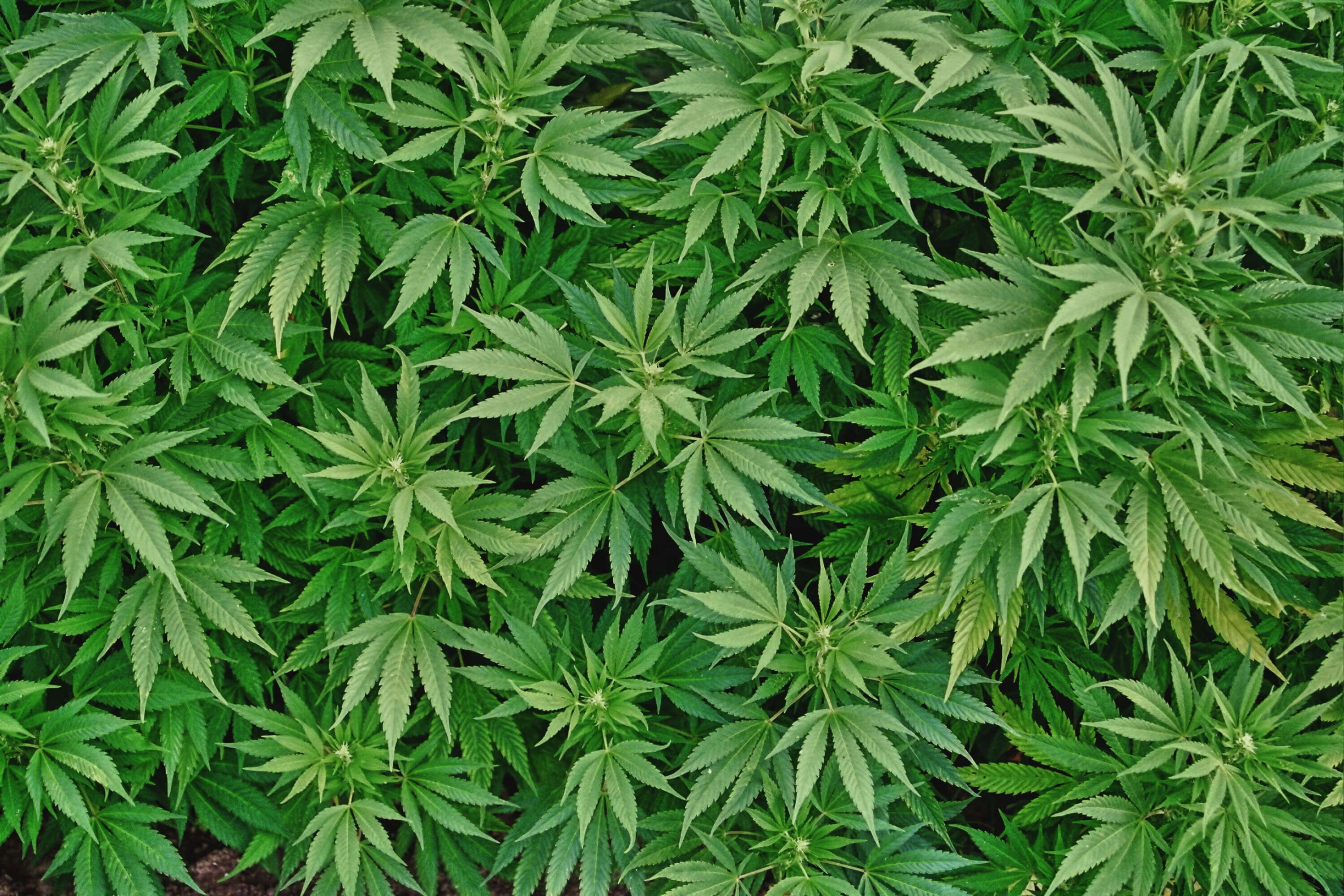 420, marijuana, 2K, cannabis, weed, HD Wallpaper