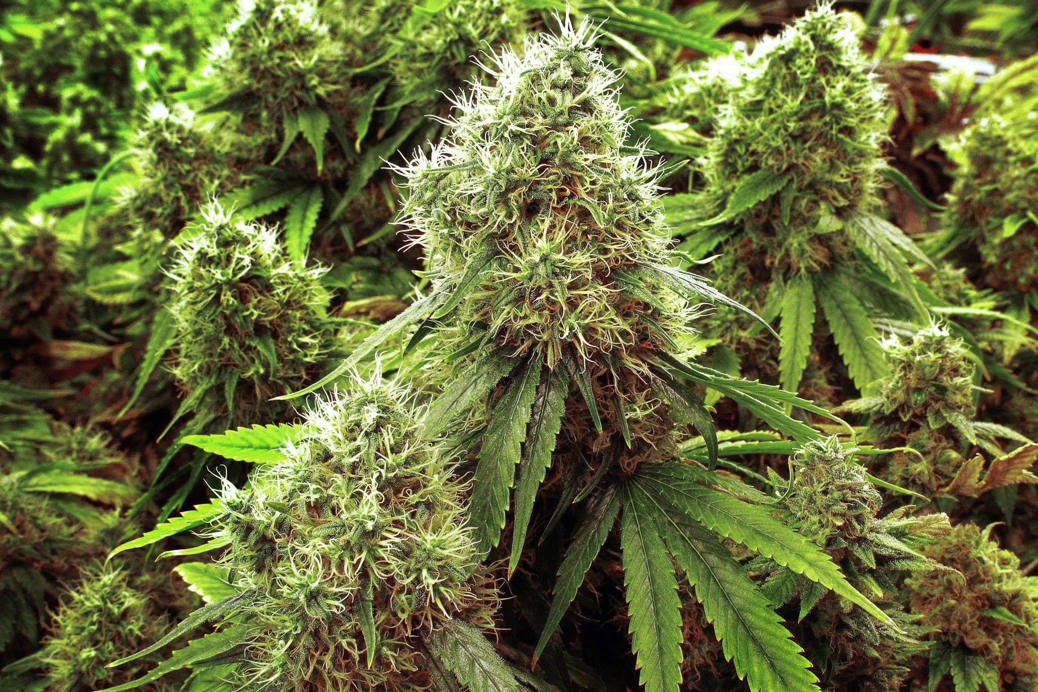 1080P, cannabis, weed, marijuana, 420, HD Wallpaper