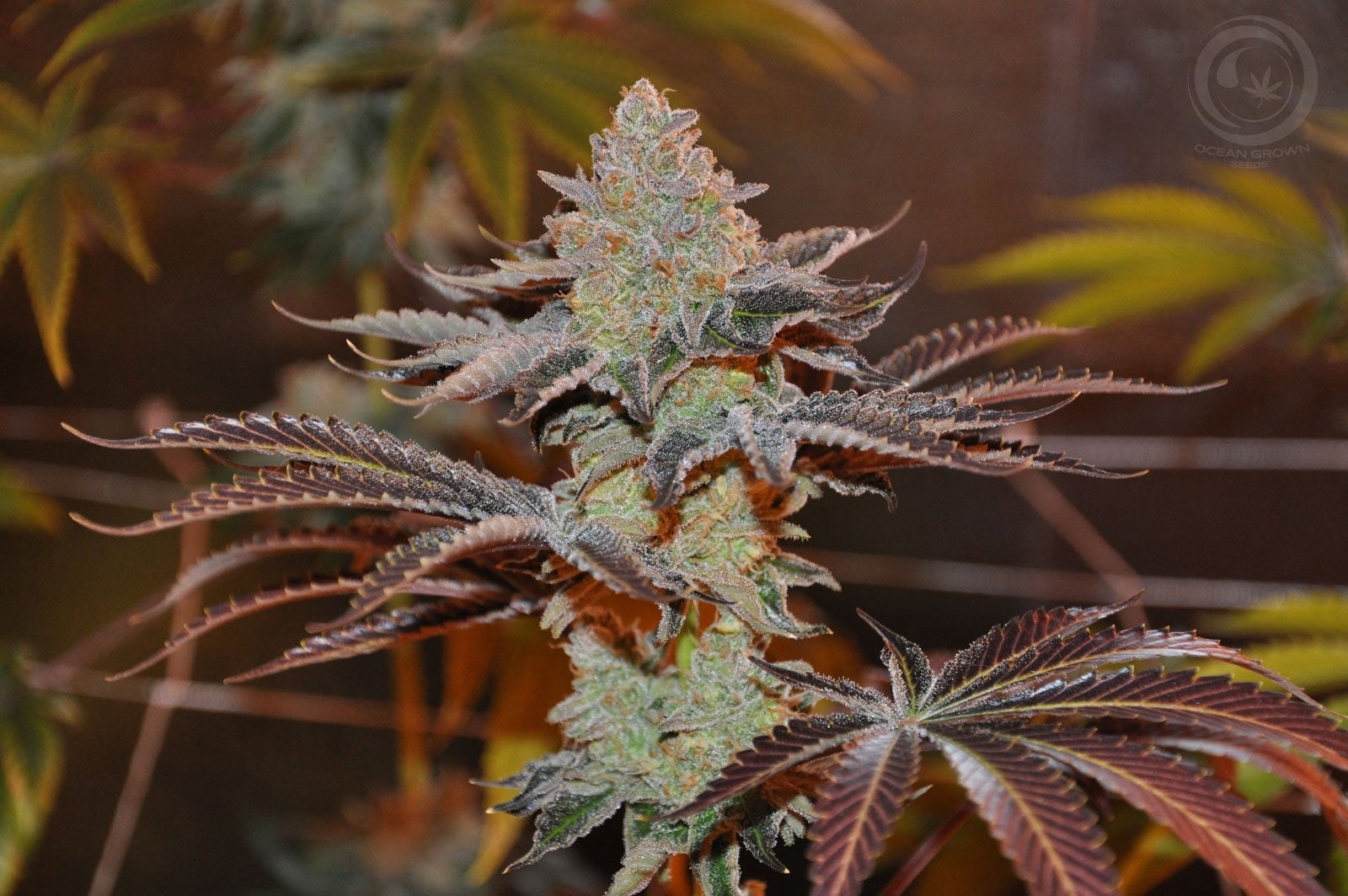 720P, 420, marijuana, reggae, drugs, nature, rasta, drug, weed, cannabis, psychedelic, trippy, plant, HD Wallpaper