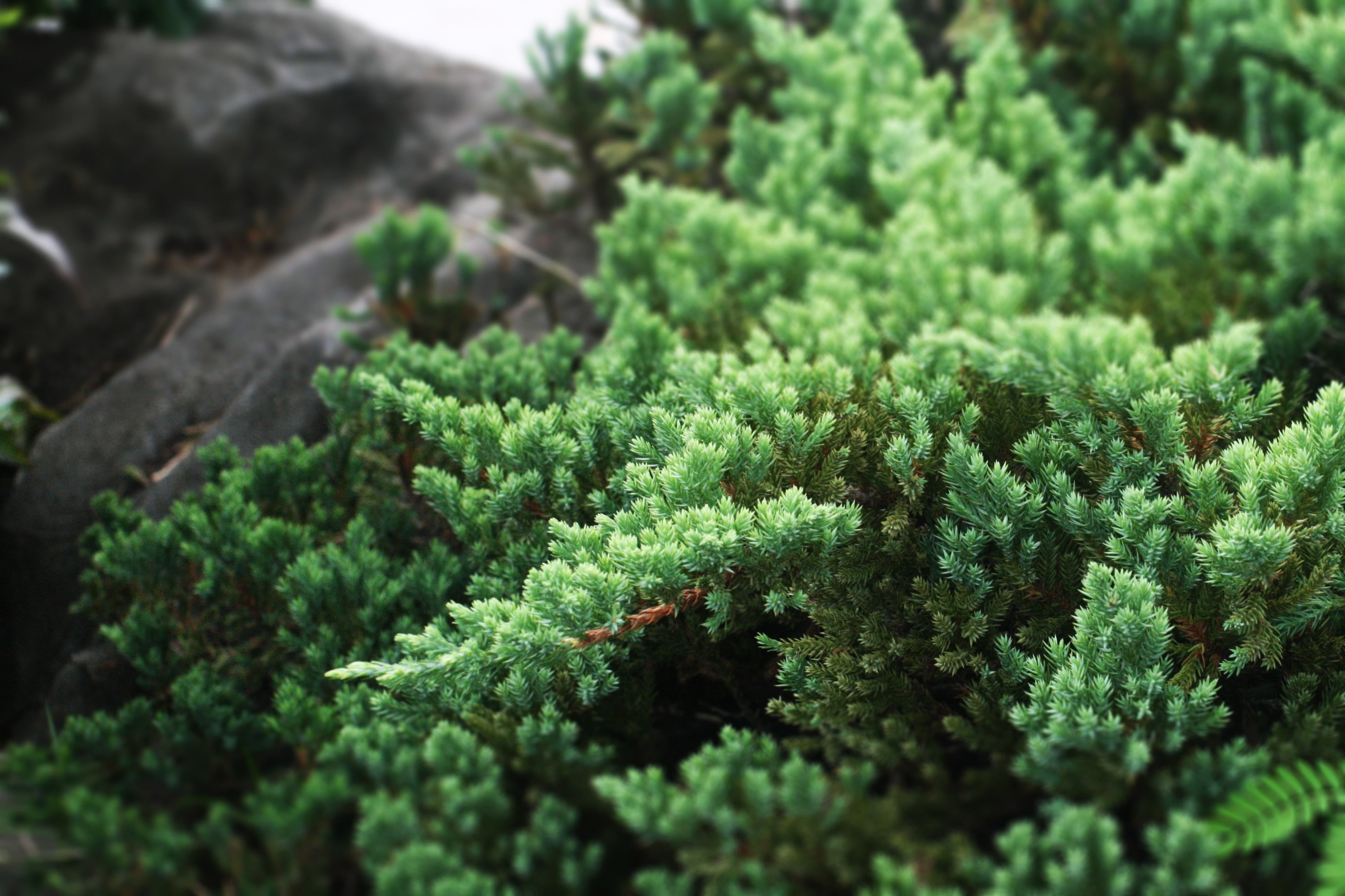 day, depth of field, tree, nature, high angle view, beauty in nature, land, selective focus, leaf, freshness, moss, close-up, plant, focus on foreground, HD Wallpaper