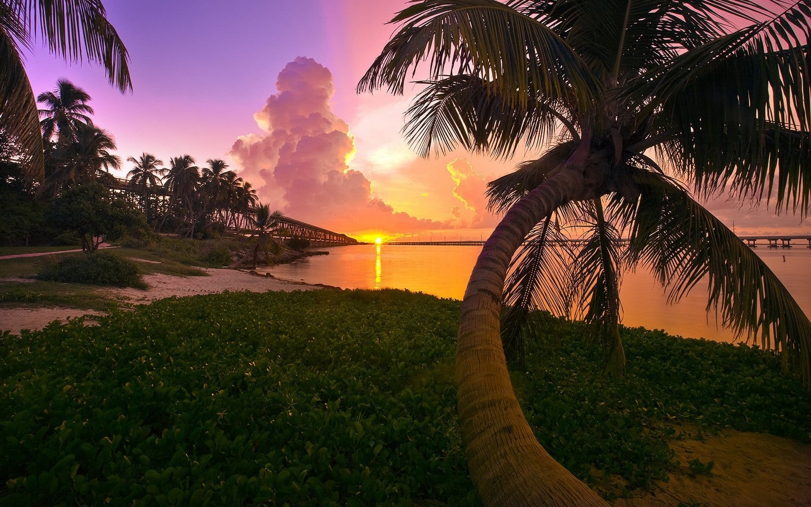 tree, land, beach, tropical climate, water, coconut palm tree, Florida, beauty in nature, outdoors, nature, sunset, clouds, plant, coconut, 720P, cloud - sky, HD Wallpaper