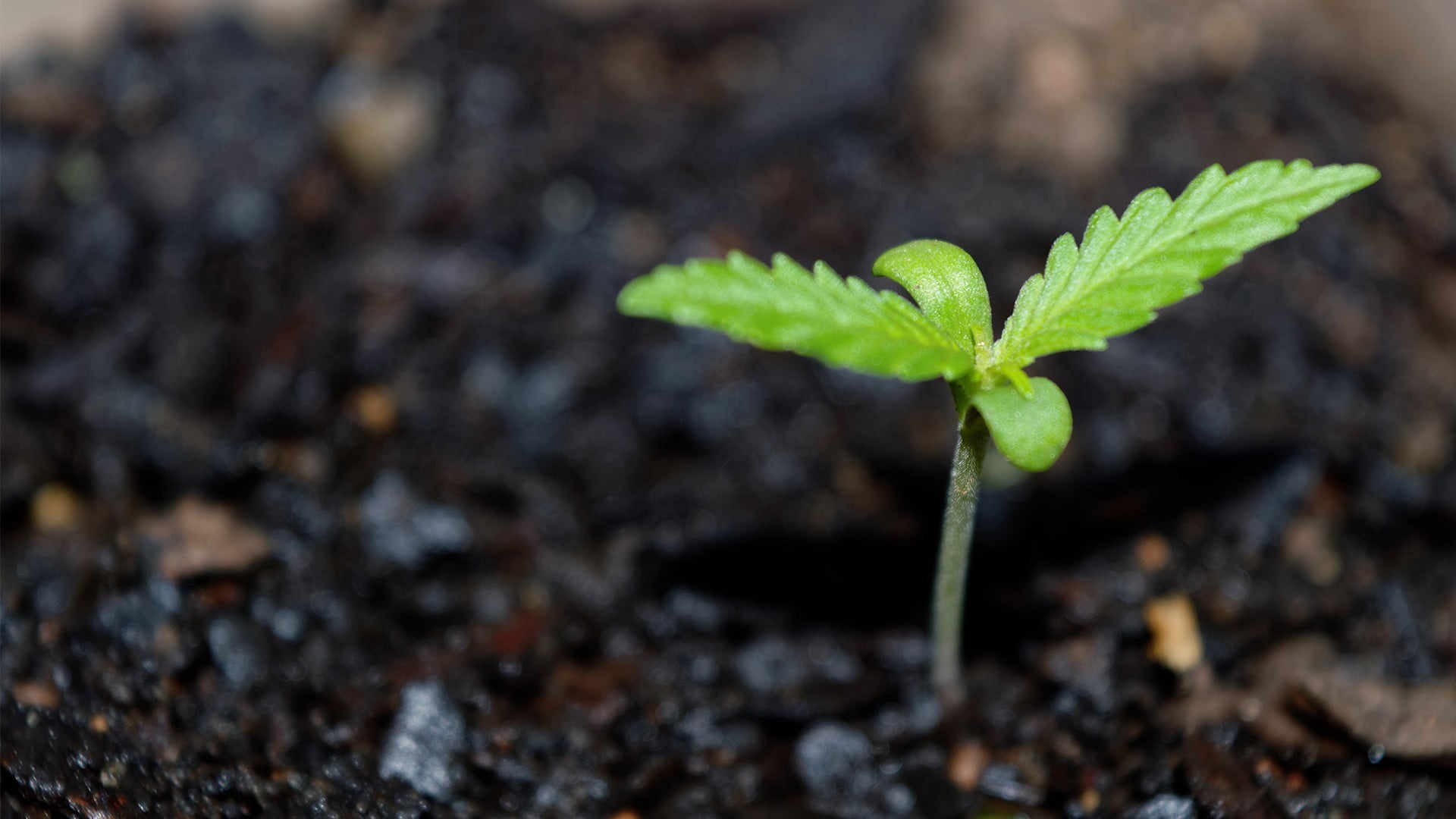 1080P, plants, outdoors, no people, herb, new life, gardening, seedling, freshness, leafed, plant part, agriculture, green, food, close-up, beginnings, HD Wallpaper