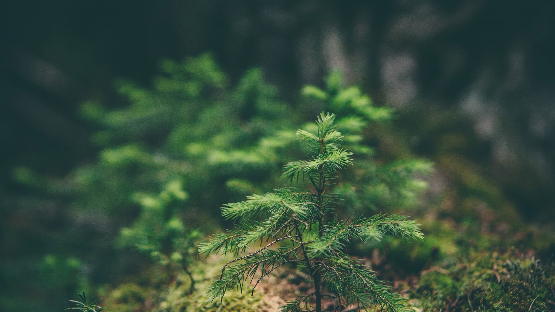beauty In Nature, growth, close-up, pine, plant, woodland, no People, fir Tree, winter, season, pinaceae, plant part, leafed, freshness, green, outdoors, HD Wallpaper