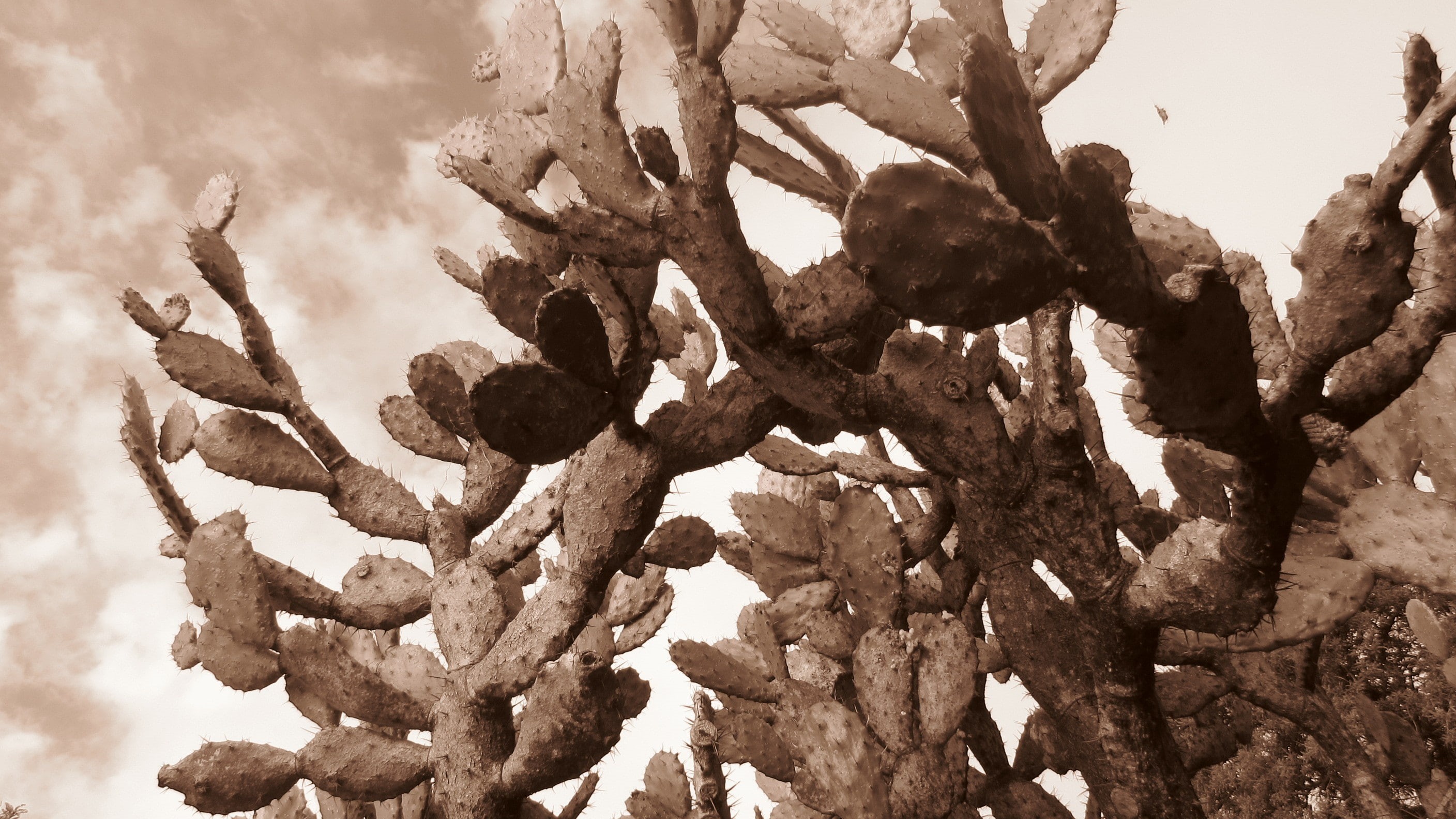 cactus, succulent, 2K, plants, nature, sepia, HD Wallpaper