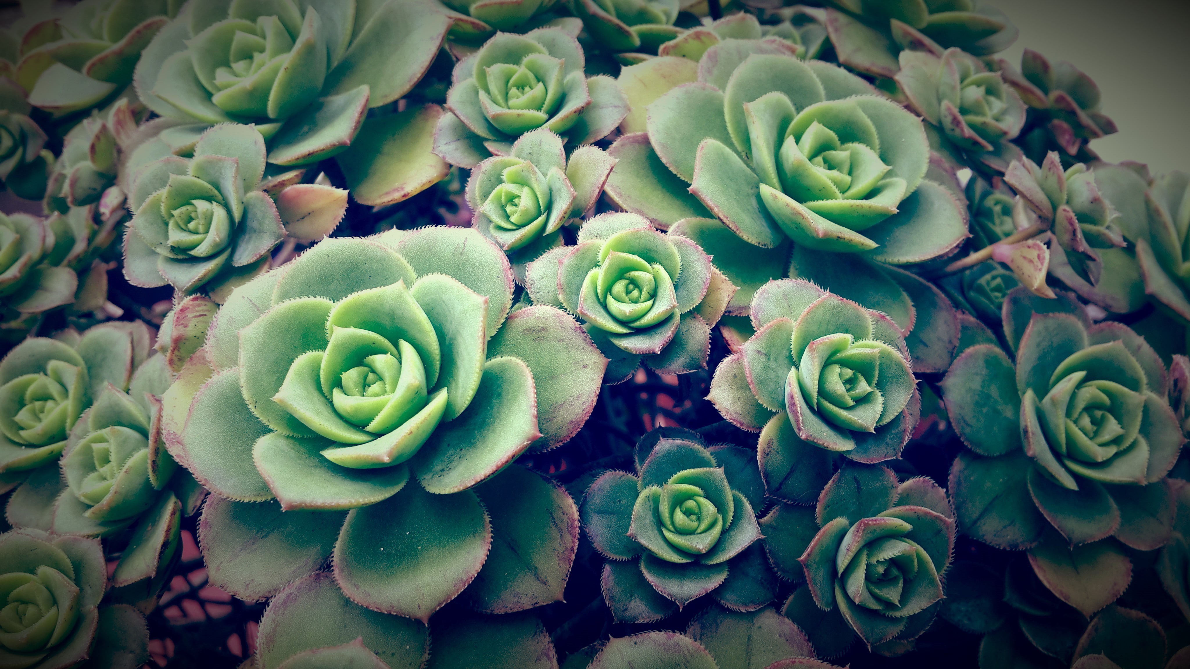 plant part, growth, day, inflorescence, outdoors, floral pattern, full frame, no people, succulent, natural pattern, plant, plants, Echeveria, 4K, freshness, HD Wallpaper