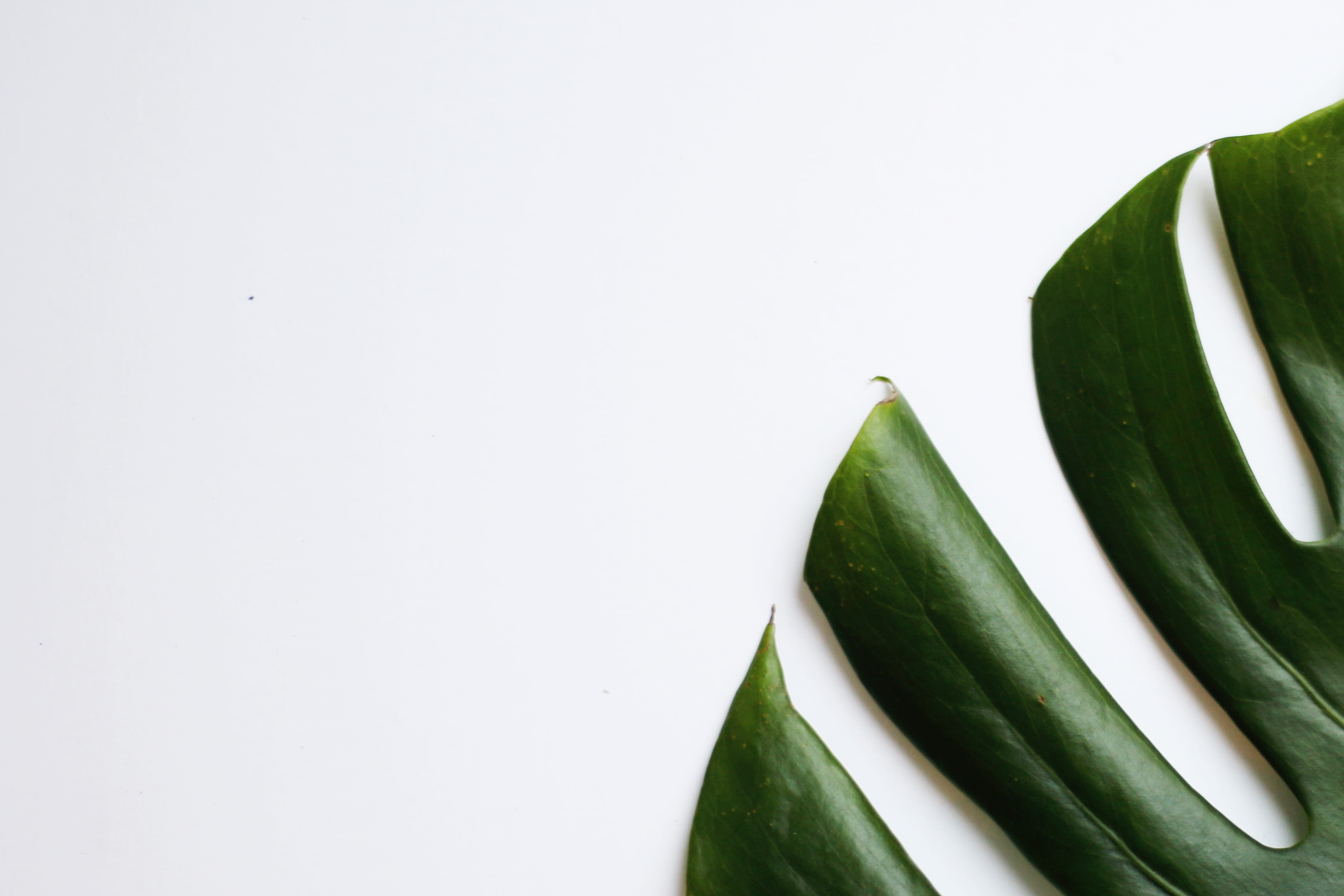 2K, veins, green, white table, copy space, organic, green plant, white, still life, plant part, green plant on white, leaf, close-up, close, white background, HD Wallpaper