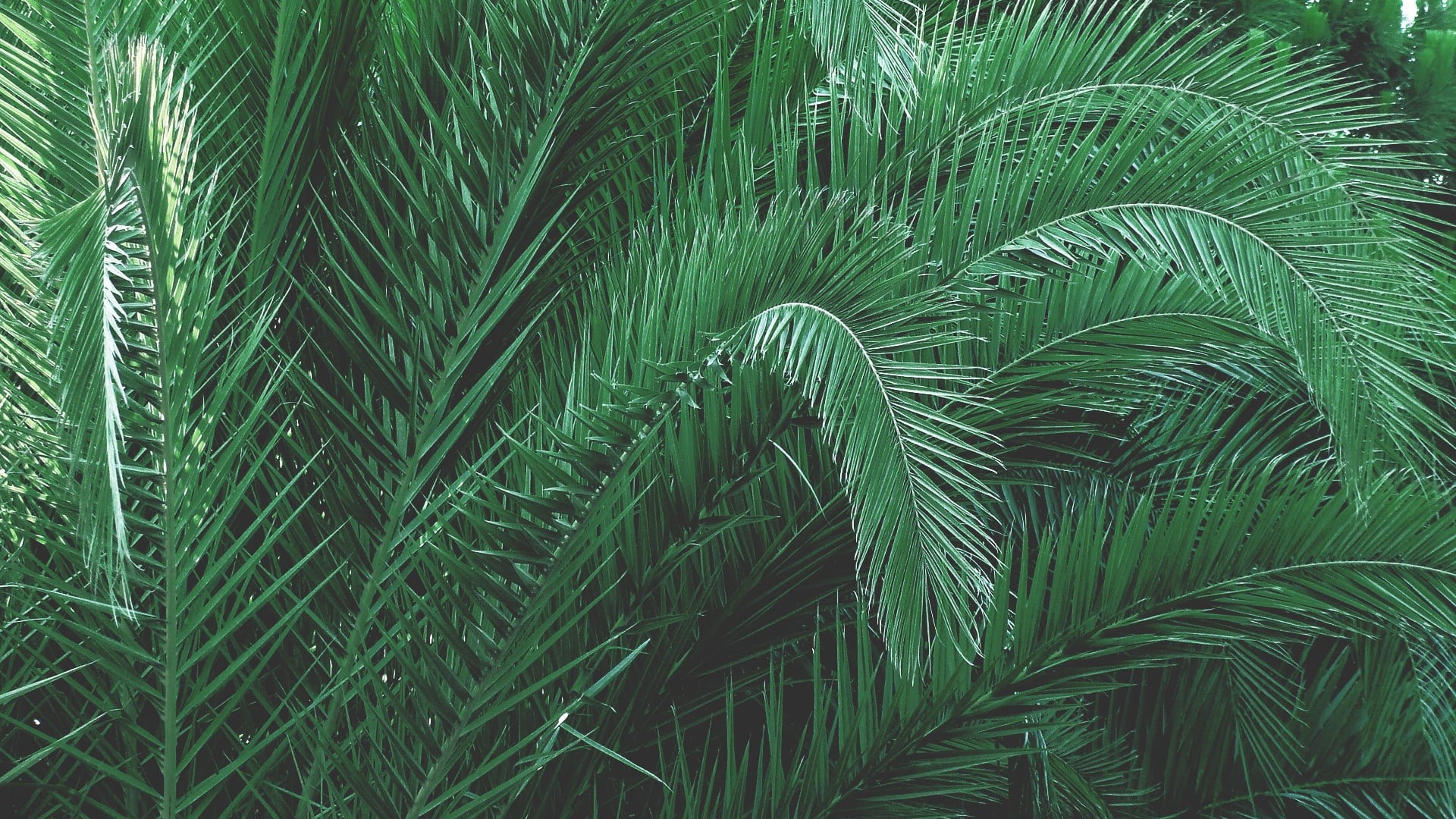 growth, palm, plant, no people, green, palm tree, leaves, sago, 1080P, beauty in nature, day, pine tree, backgrounds, palm leaf, foliage, close-up, botany, HD Wallpaper