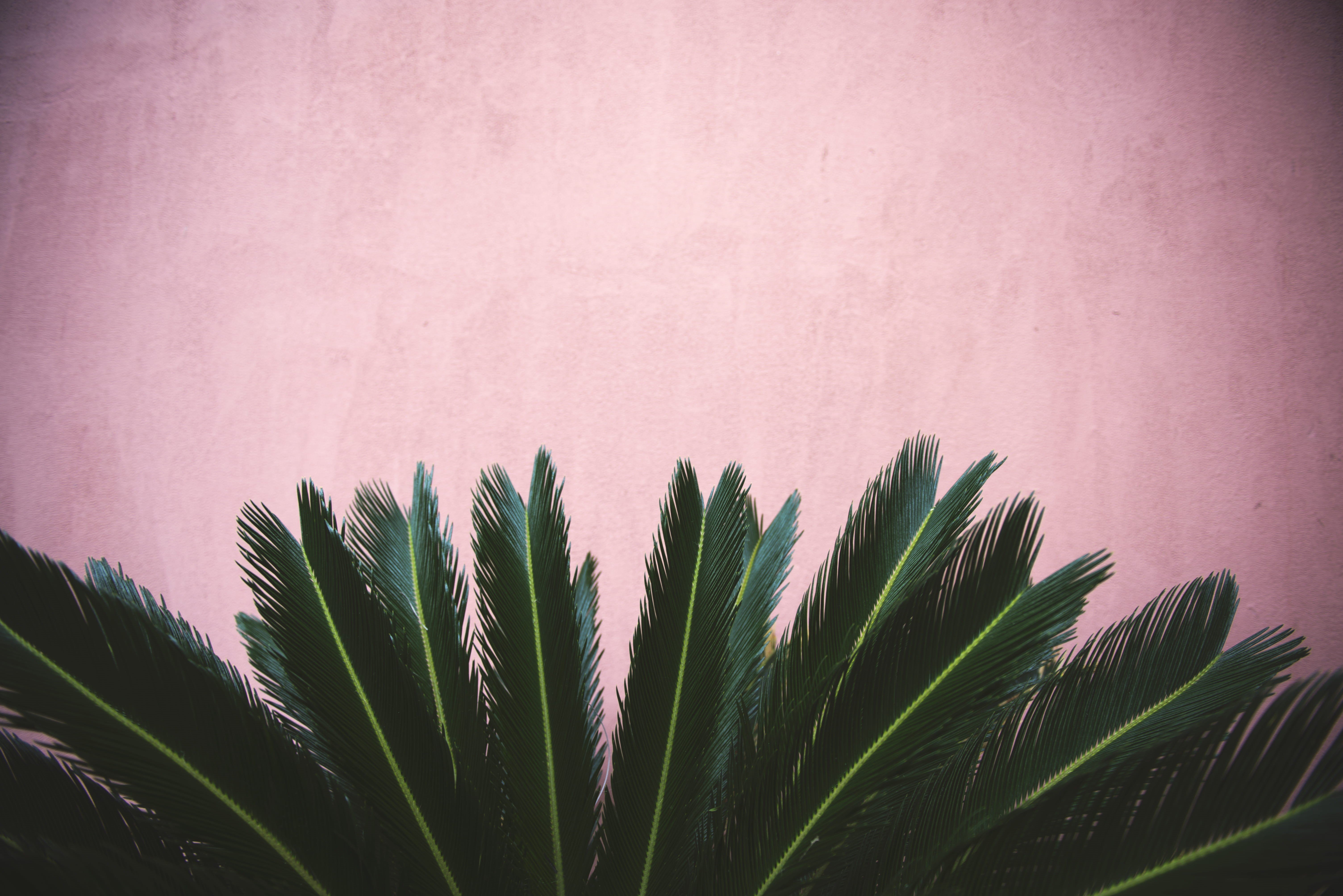 built structure, wall - building feature, plant part, growth, low angle view, 5K, plant, palm leaf, tranquility, concrete, beauty in nature, sago, palm, HD Wallpaper