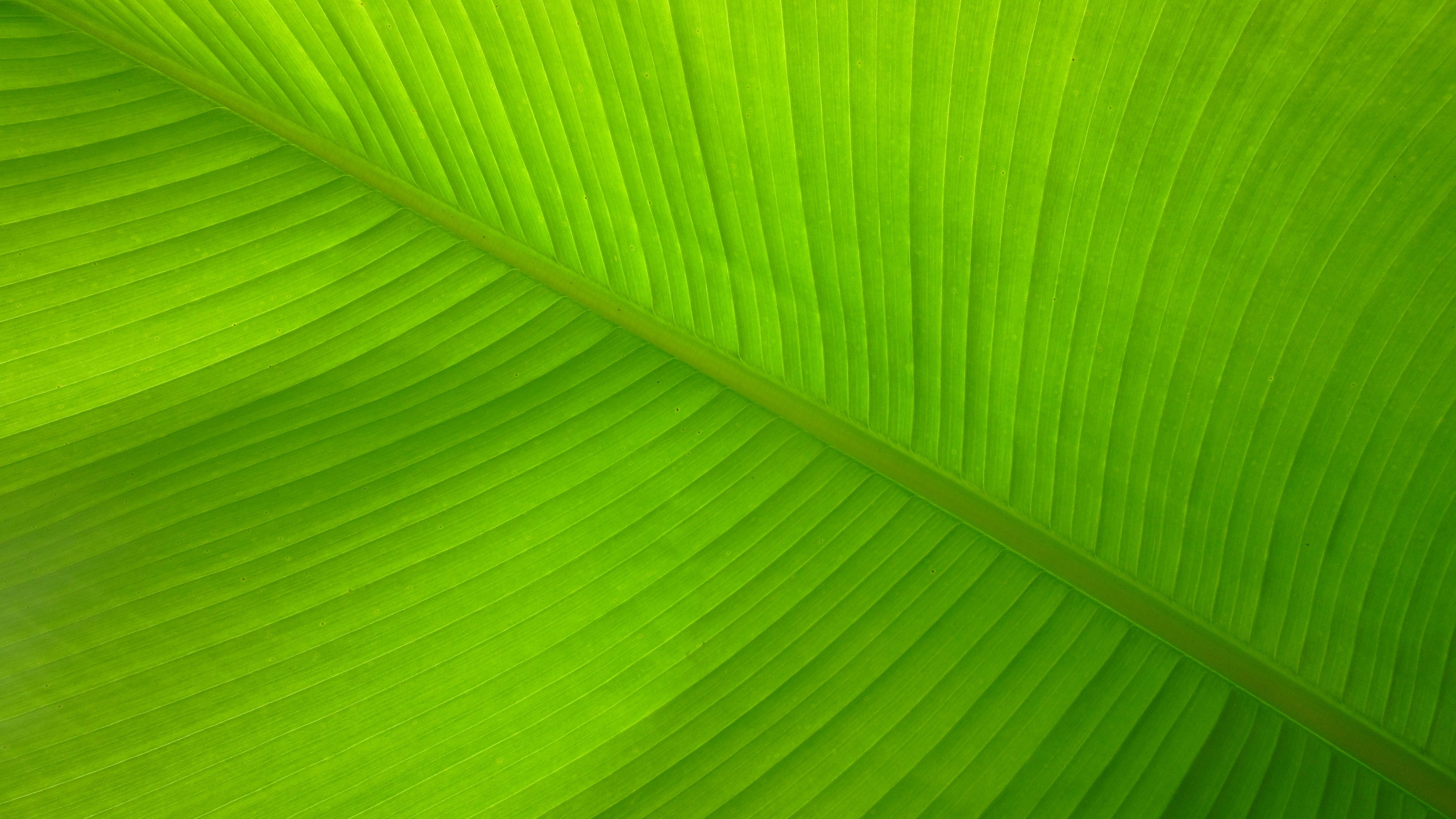 plant part, abstract, nature, Lines, natural pattern, full frame, textured, green, textured effect, plant, green color, beauty in nature, leaves, palm tree, HD Wallpaper
