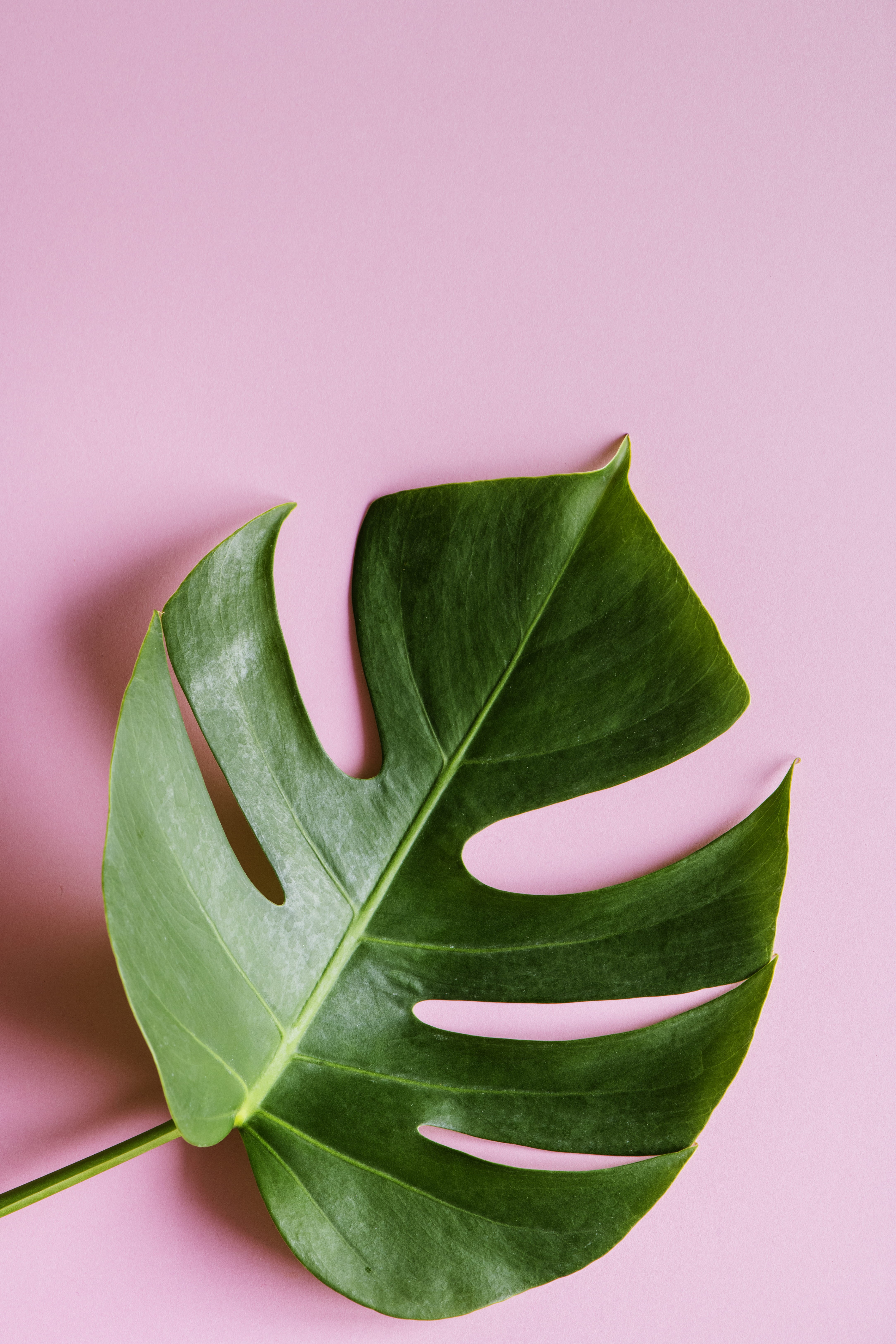 fresh, leaves, plant, pink background, studio shot, cut out, no people, 5K, still life, swiss, indoors, Monstera deliciosa, growth, photo, Phone HD Wallpaper
