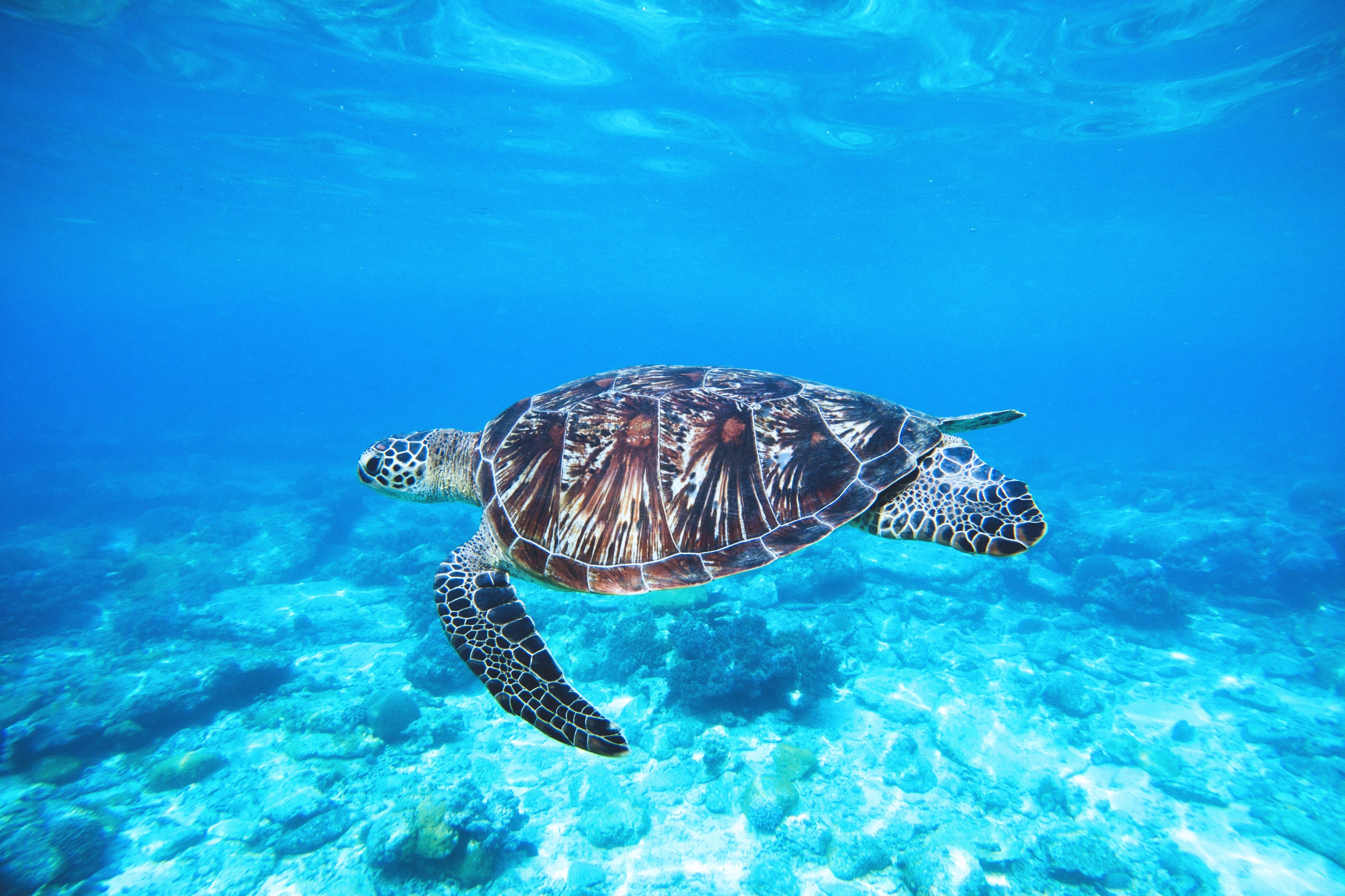 turquoise colored, animal themes, animals in the wild, ocean, green Turtle, sea Turtle, no people, Turtle, vertebrate, sea, animal wildlife, blue, nature, HD Wallpaper