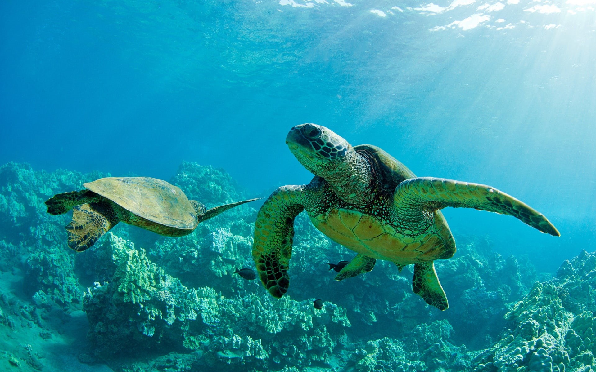 Maui, Turtles, 1080P, Green, Underwater, Two, Reef, Coral, Sea, HD Wallpaper