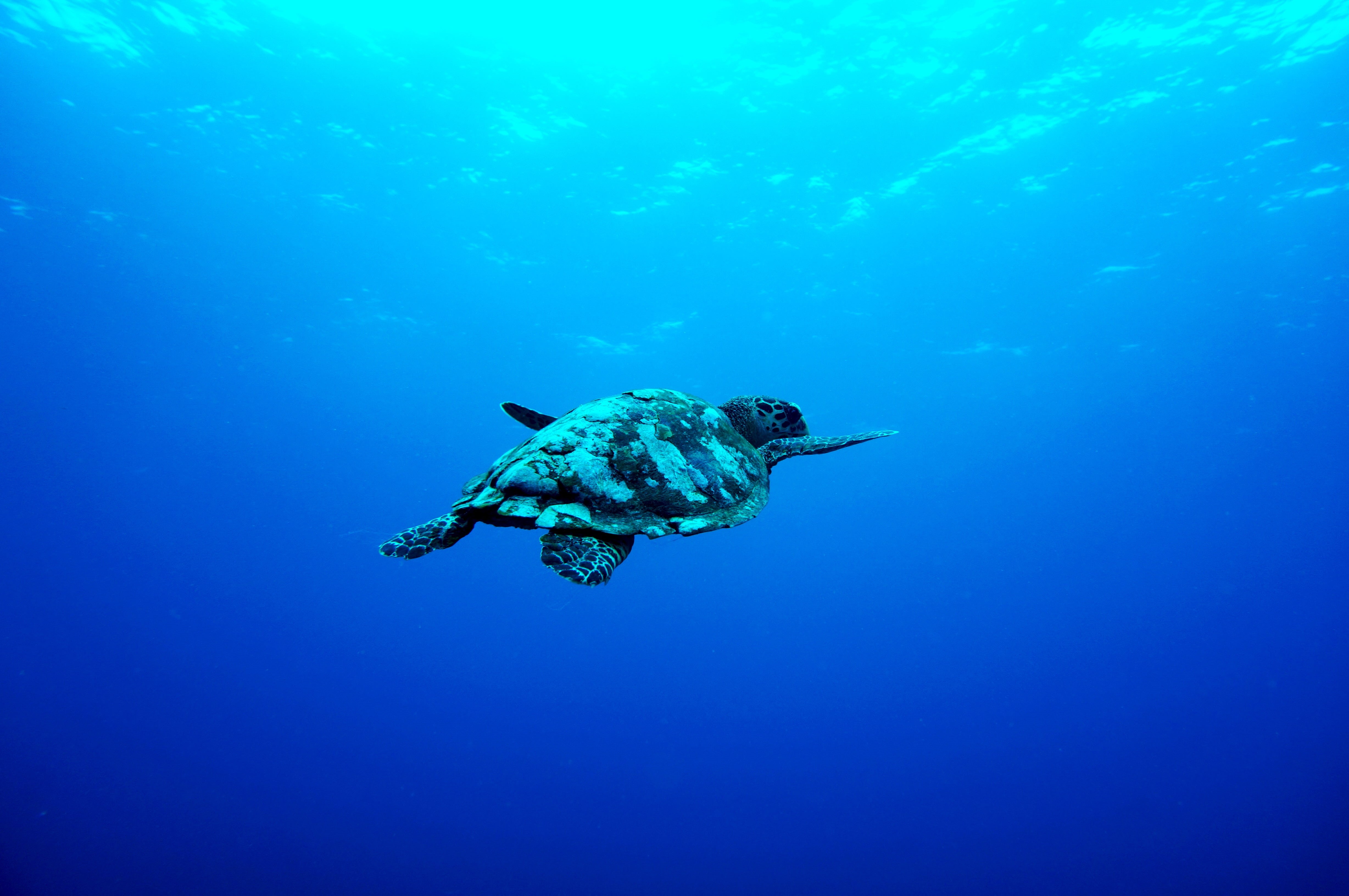turtle, underwater, white, brown, animals in the wild, animal themes, sport, blue, 4K, animal wildlife, animal, swimming, aquatic sport, adventure, water, HD Wallpaper