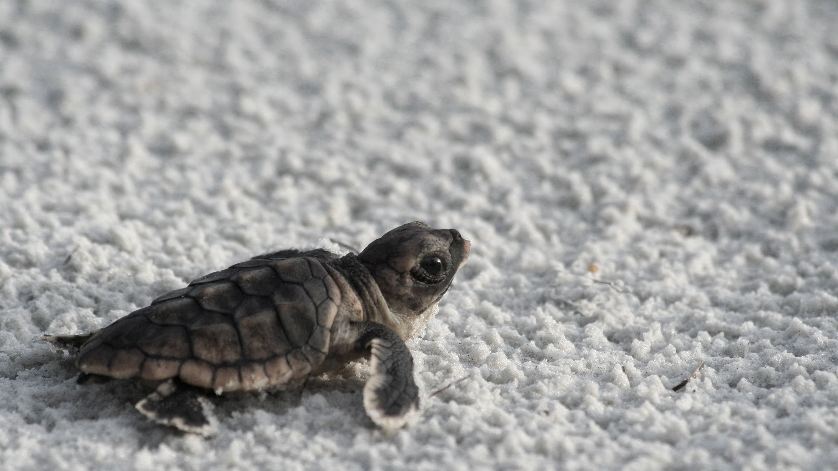 baby animals, turtle, 2K, animals, HD Wallpaper
