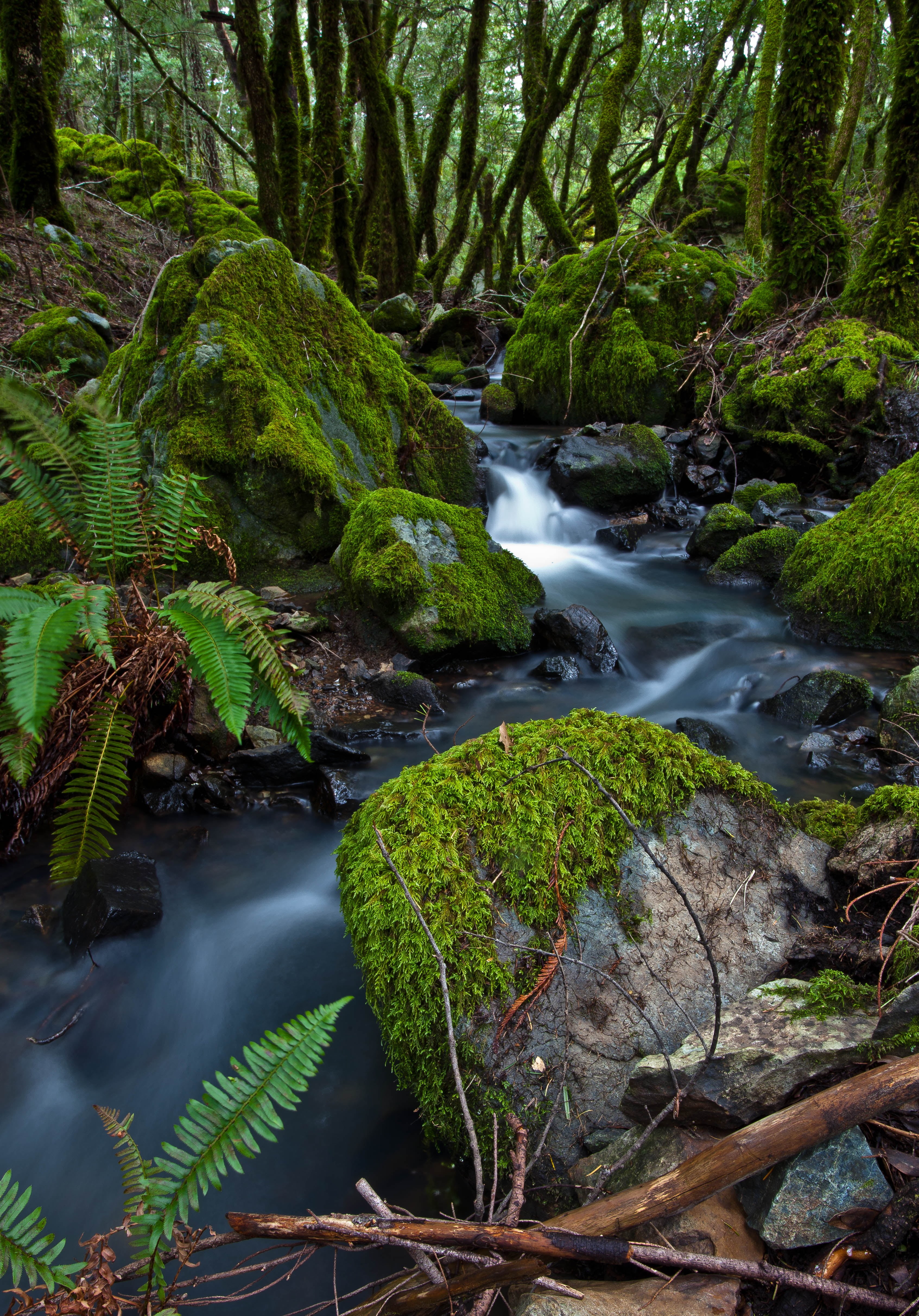 nature, waterfall, forest, photography, wild river, river, Stream, freshness, stones, 4K, Mt Tamalpais, tree, landscape, green Color, scenics, green, outdoors, Phone HD Wallpaper