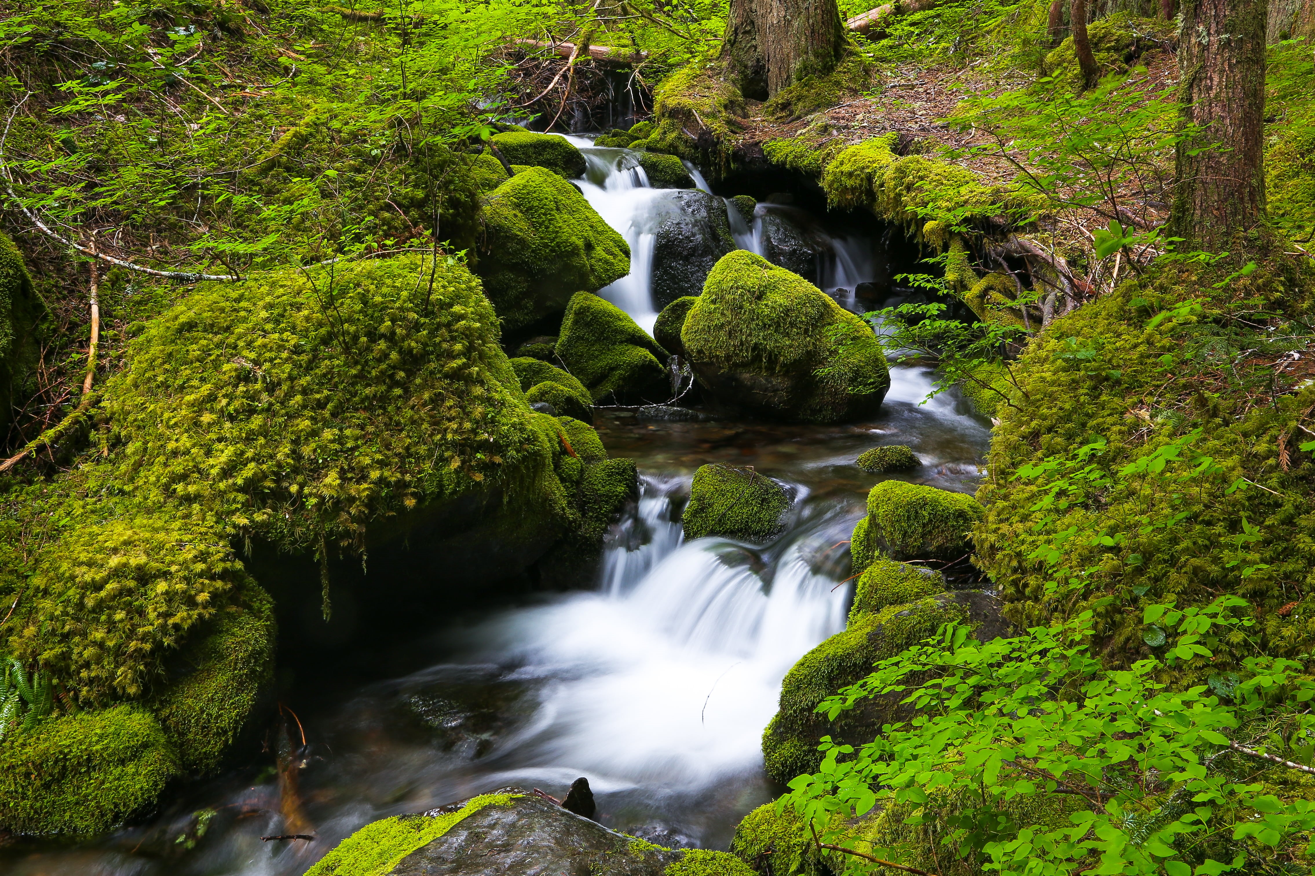 river, park, trees, green Color, outdoors, freshness, waterfall, rainier, tropical Rainforest, water, Mount Rainier National Park, leaf, tree, photography, HD Wallpaper