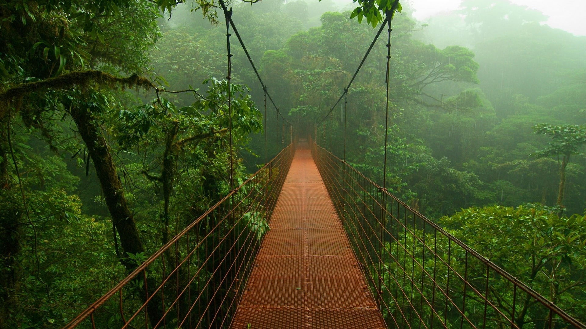 forest, trees, full, 1080P, brown, nature, hd, suspension, bridge, jungle, rain, HD Wallpaper