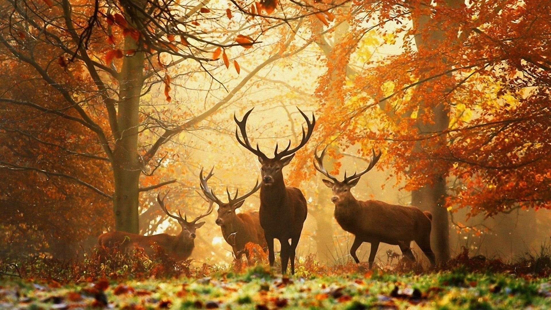 no people, autumn, leaves, animals in the wild, 1080P, leaf, plant part, field, plant, vertebrate, change, beauty in nature, animal, nature, brown, animal themes, HD Wallpaper