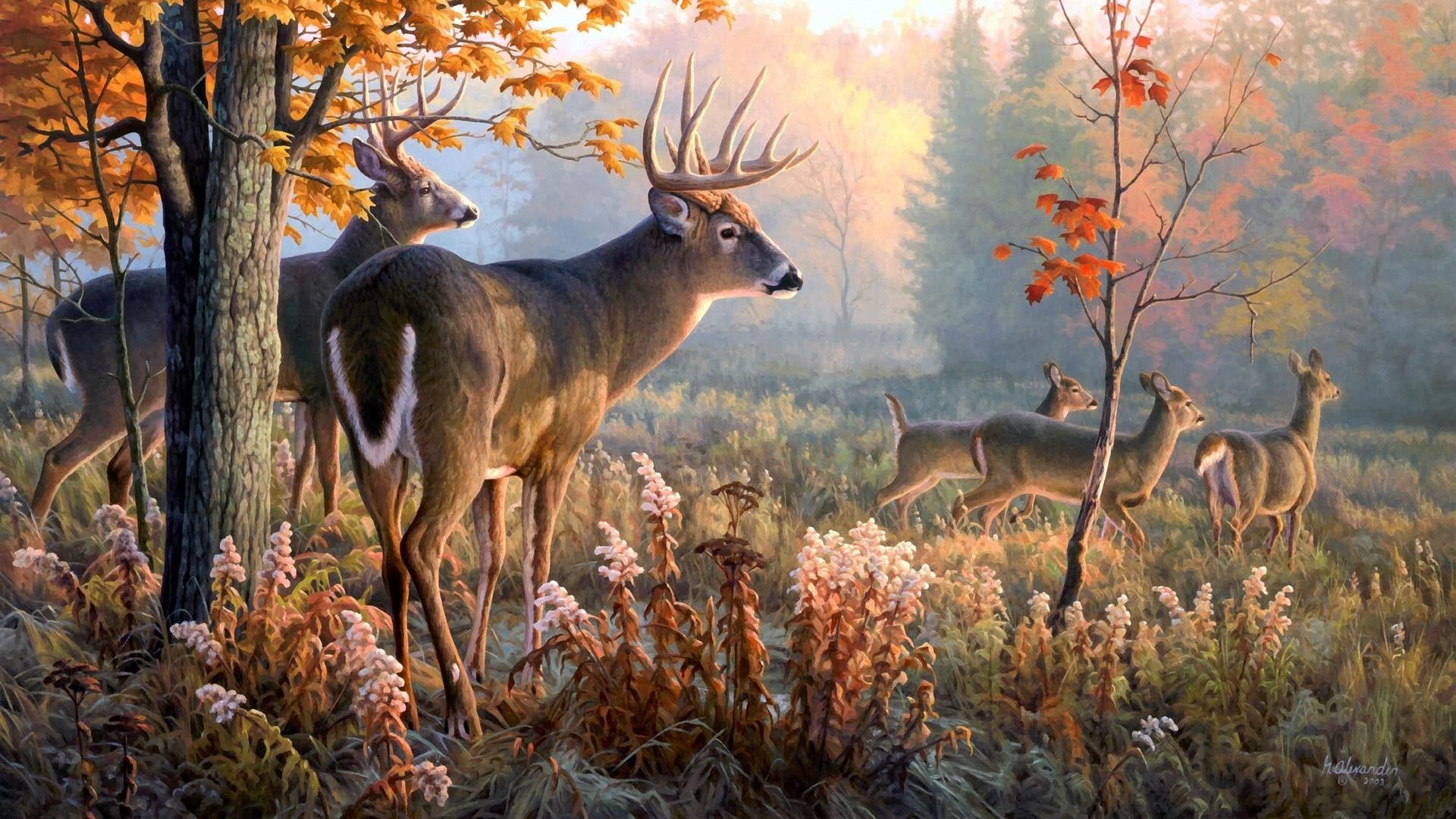 animals in the wild, nature, artwork, change, land, fauna, grass, animal wildlife, beauty in nature, herbivorous, woodland, wilderness, day, tree, autumn, HD Wallpaper